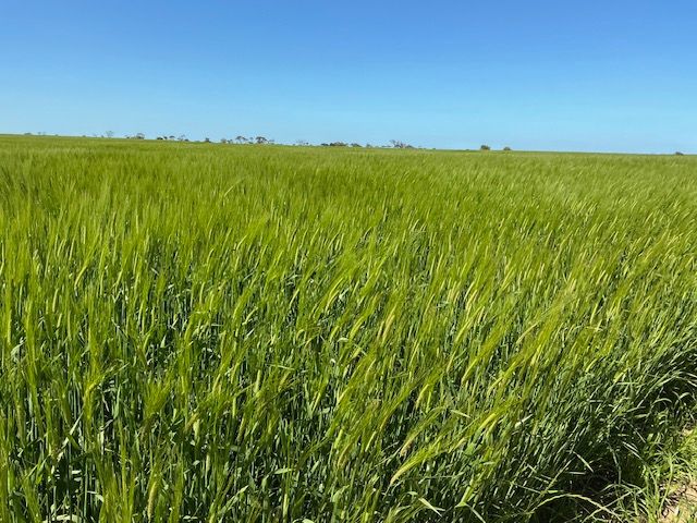 542 Adams Plain Road — photo from Ray White Yorke Peninsula