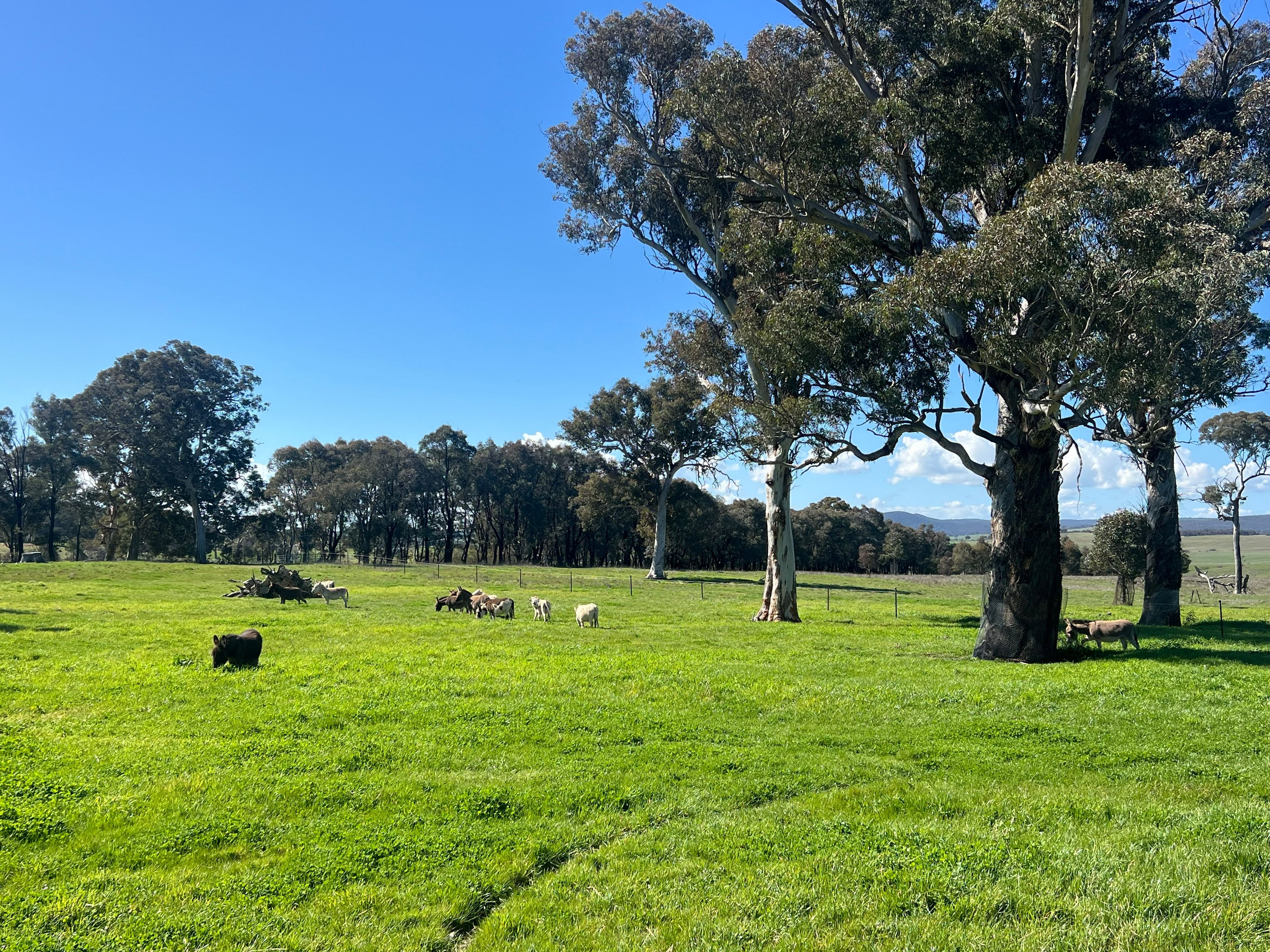 764 Back Creek Road — photo from Ray White Canberra