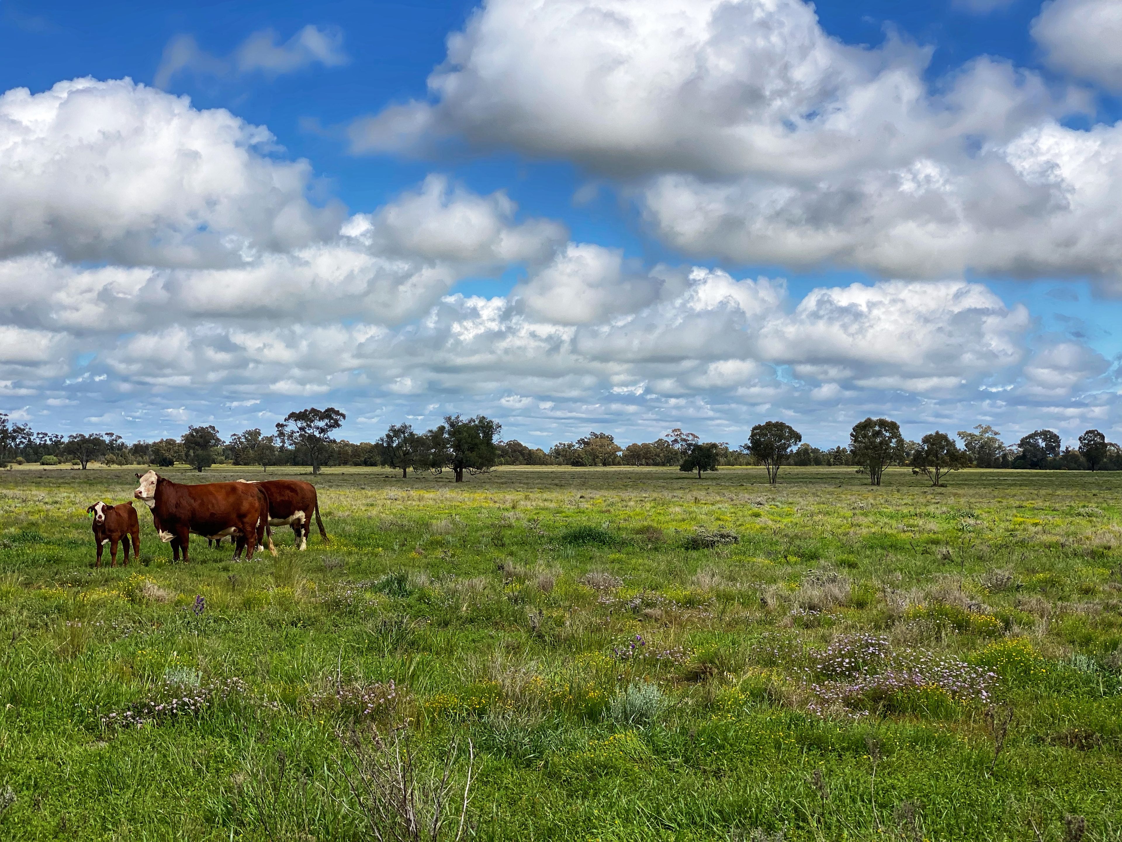 'Avalon' 2134 Vermont Hill Road, Condobolin, NSW 2877 Sold Rural
