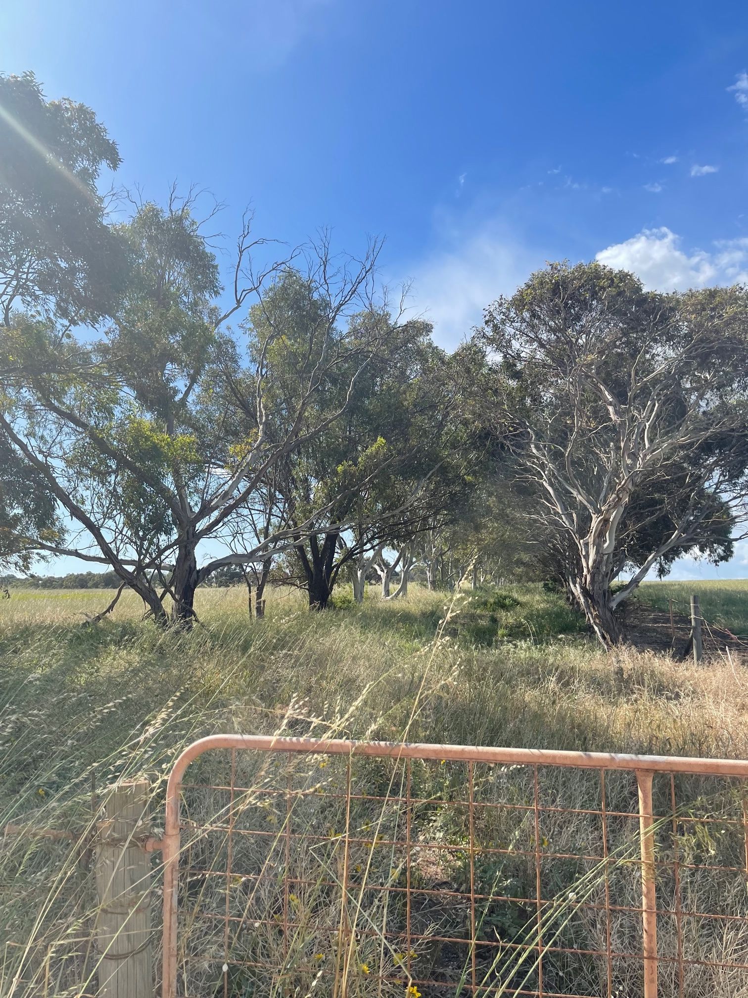 39 Fane Road, Bonniefield, WA 6525