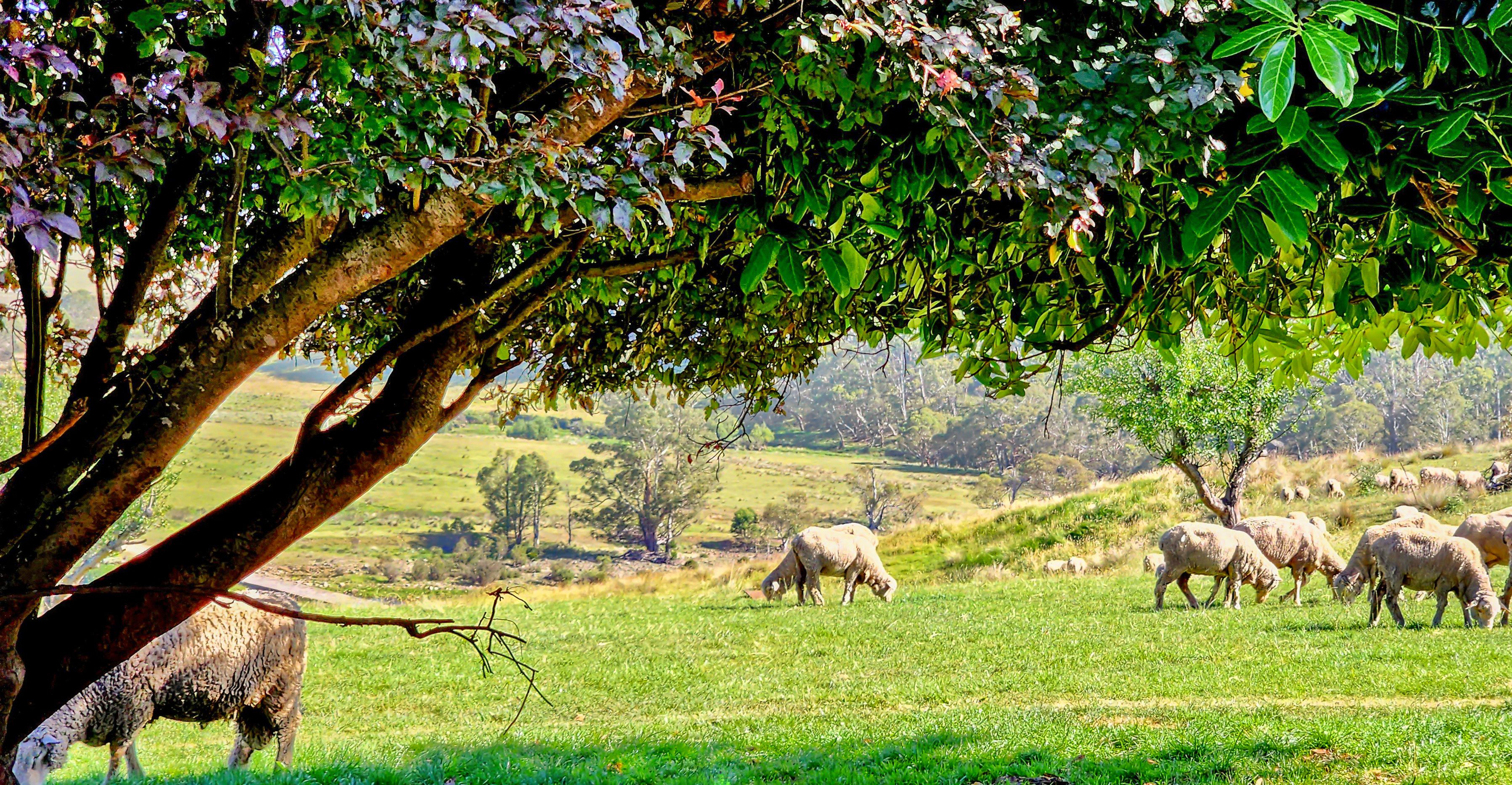 148 Ferndale Road, Coolumbooka, NSW 2632