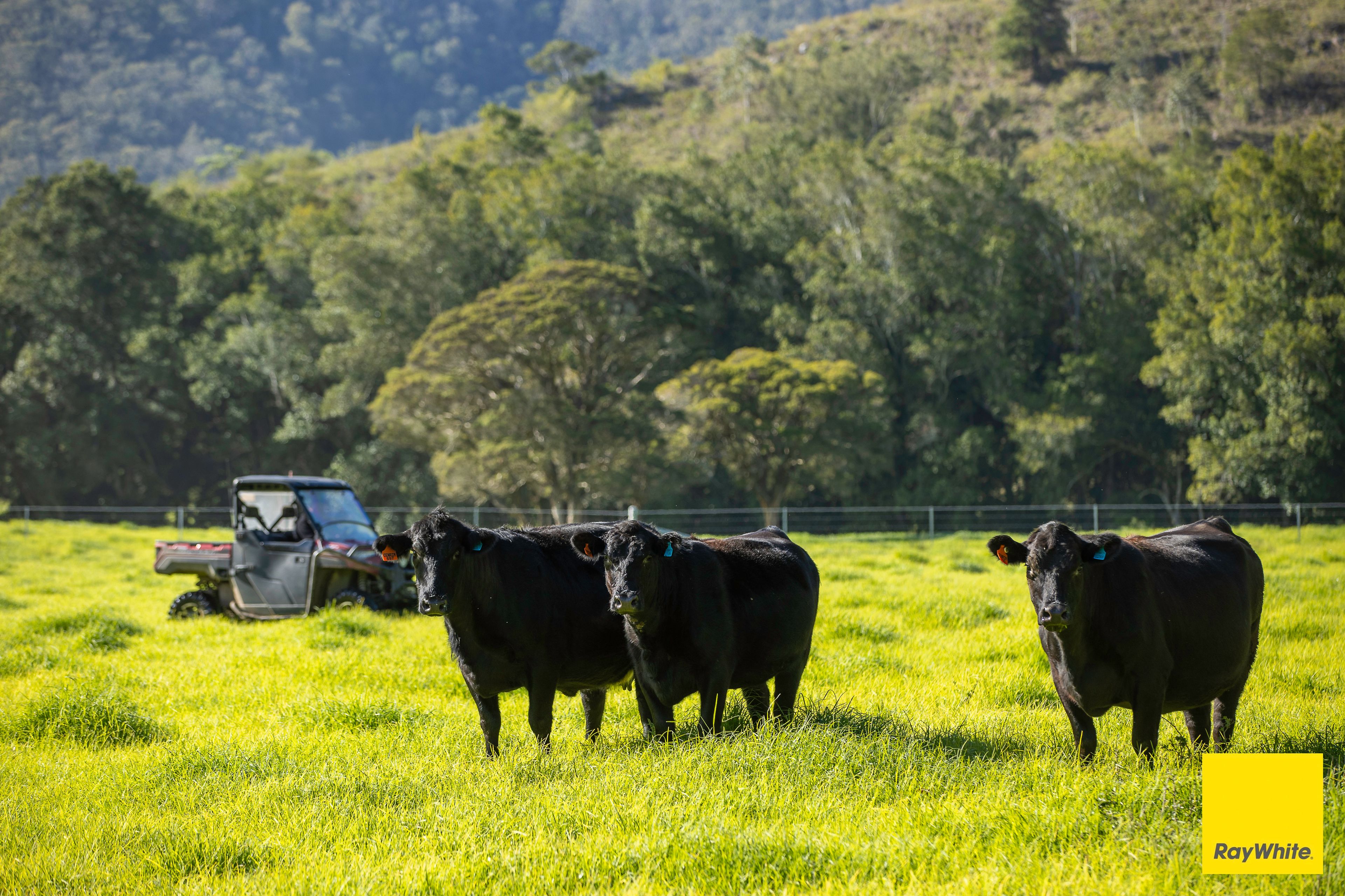 367 Terreel Road, Wards River, NSW 2422
