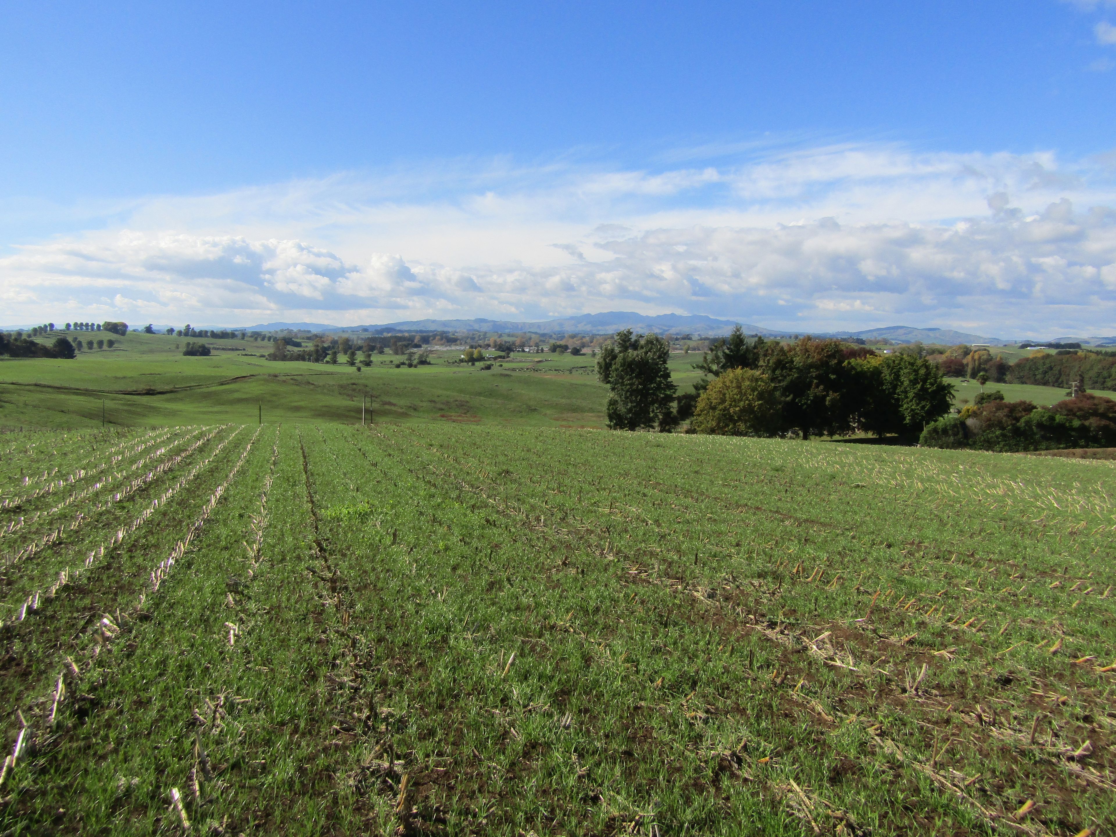 Lot 1, 158 Wharepuhunga Road, Te Awamutu, Waipa District