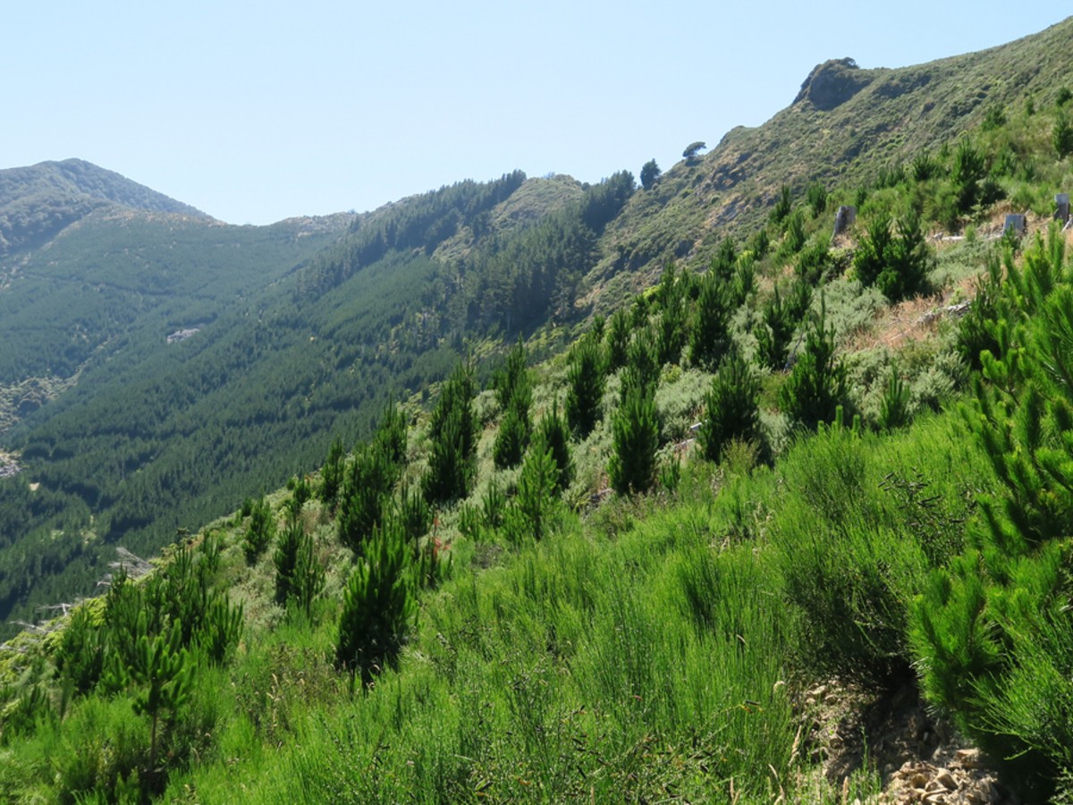 Havelock, Marlborough District