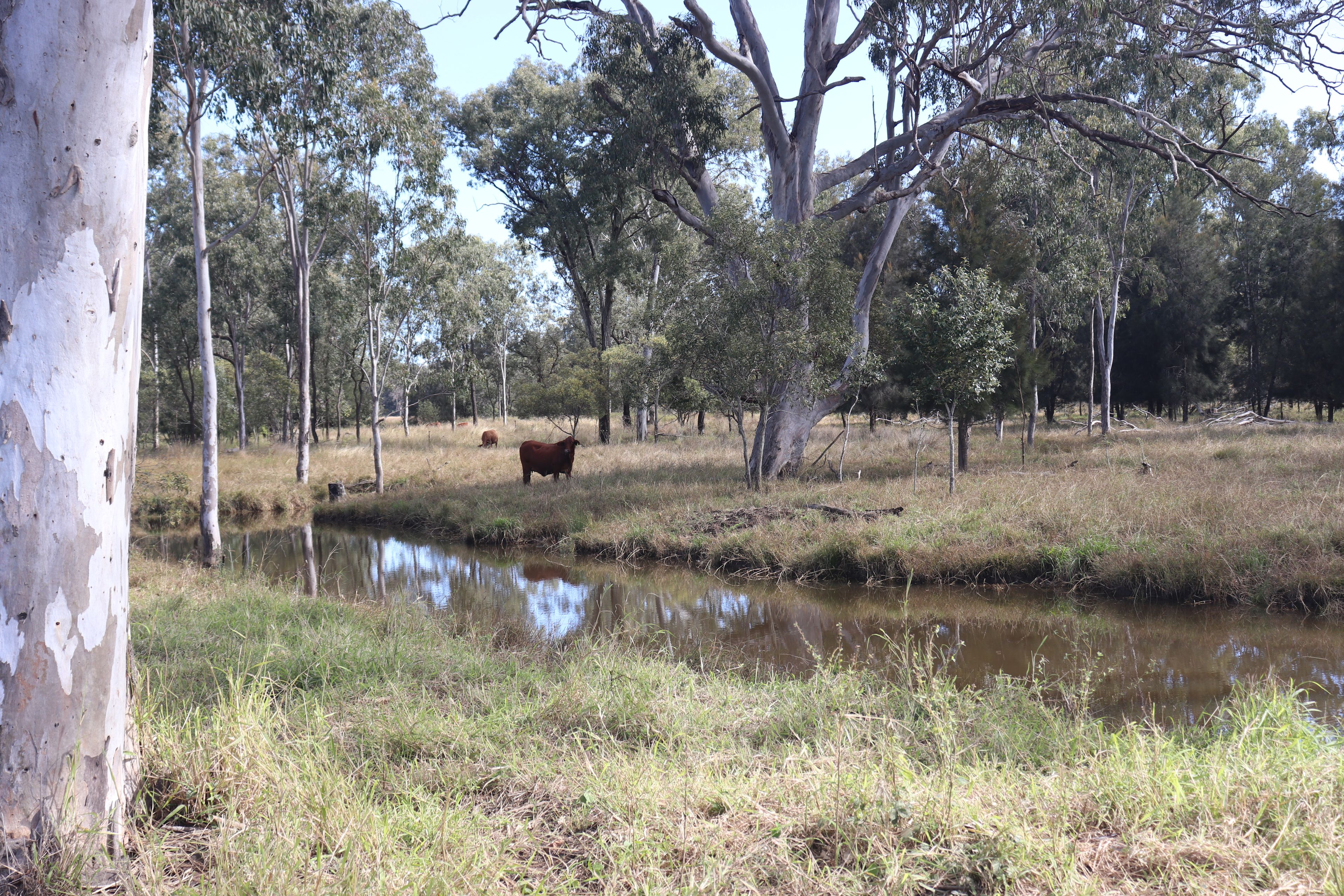 620 Hivesville Windera Road, Marshlands, QLD 4611 Rural Mixed Farming