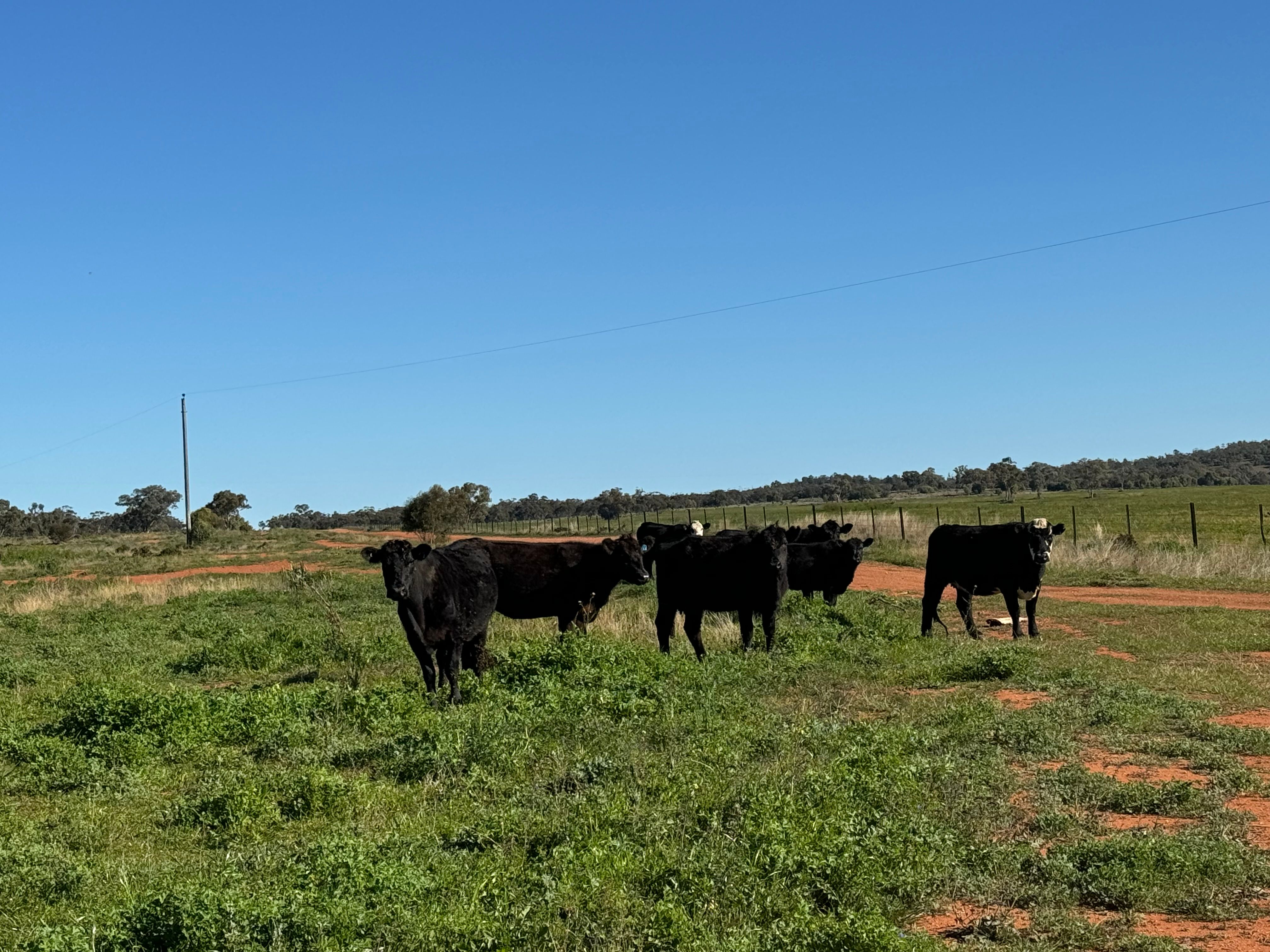 2823 Hermidale Nymagee Road, Hermidale, NSW 2831