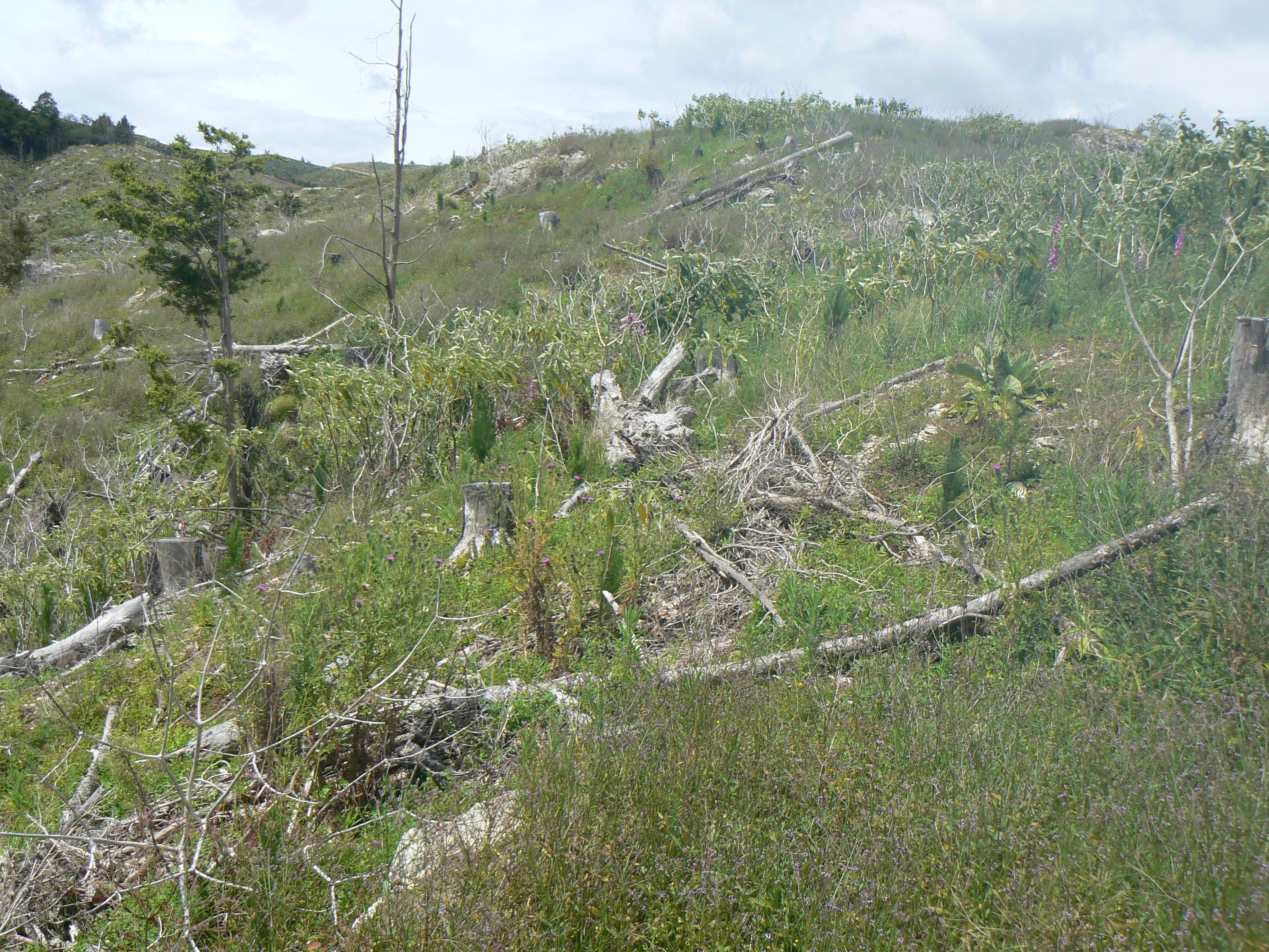LOT 6 Iwitaua Road, Otangaroa, Far North District