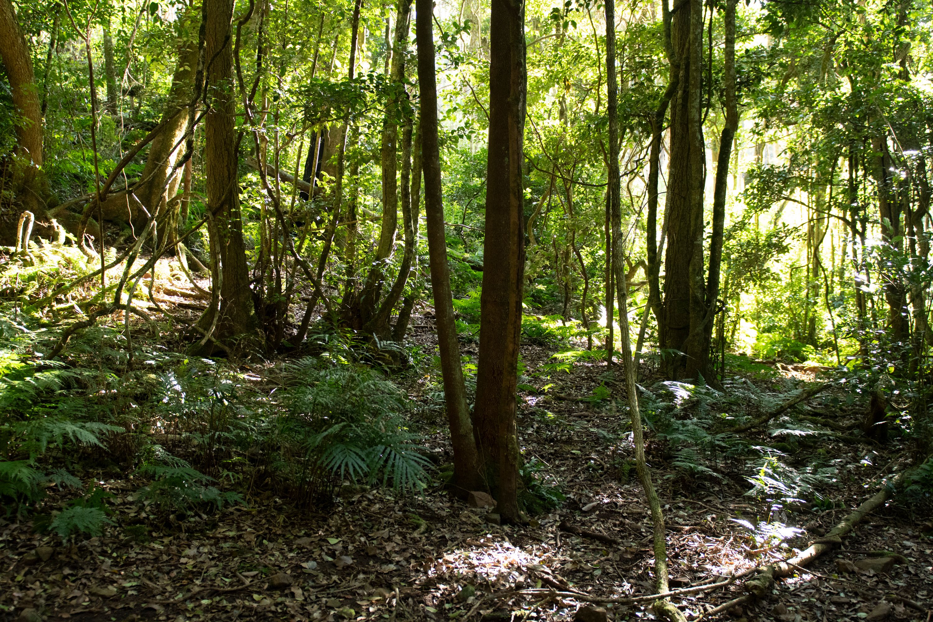Lot 4 Braidwood Road — photo 7 of 17