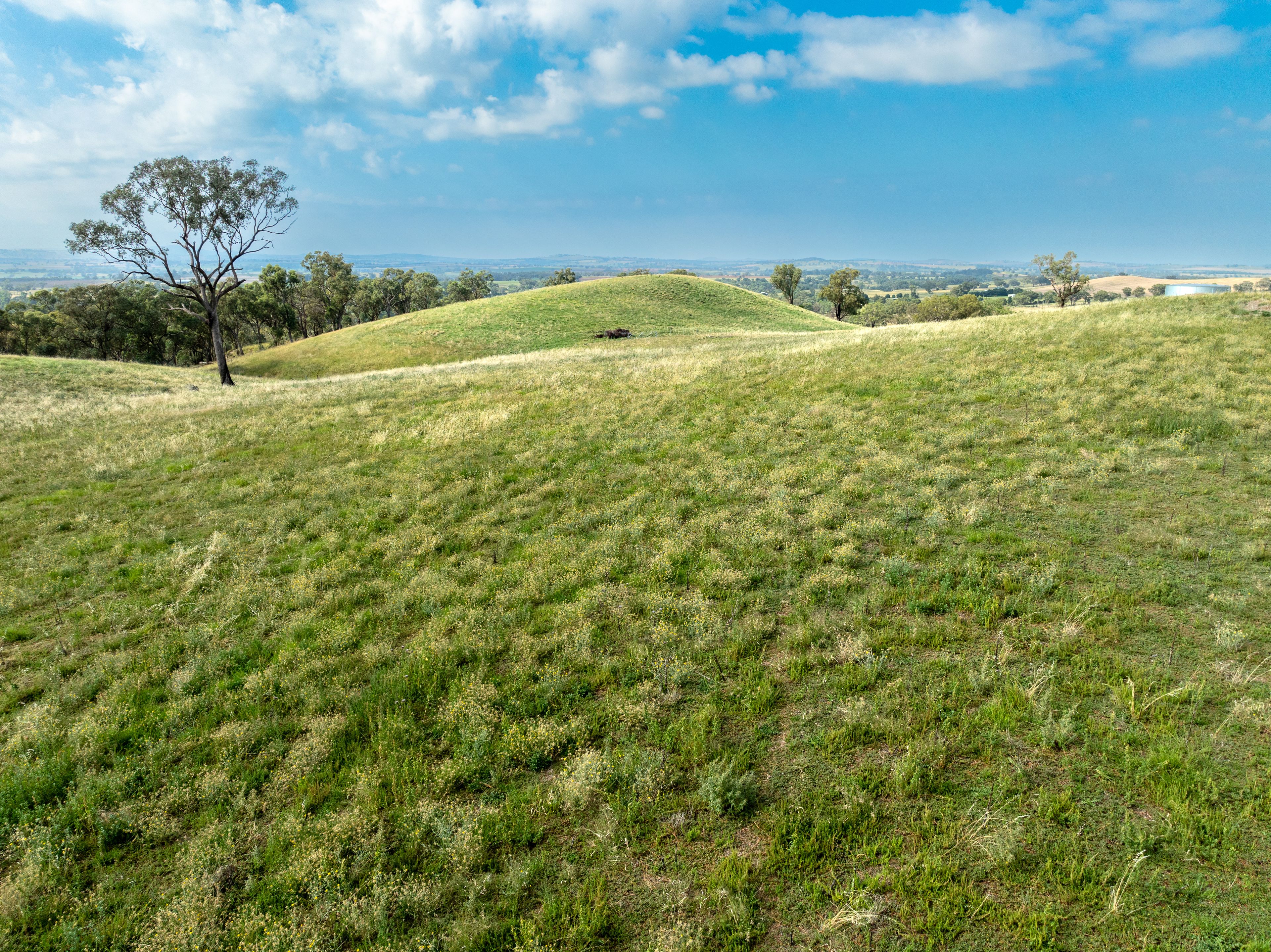 "Highfield East" "Highfield East" 170 Kurrajong Road, Cudal, NSW 2864 Rural Lifestyle