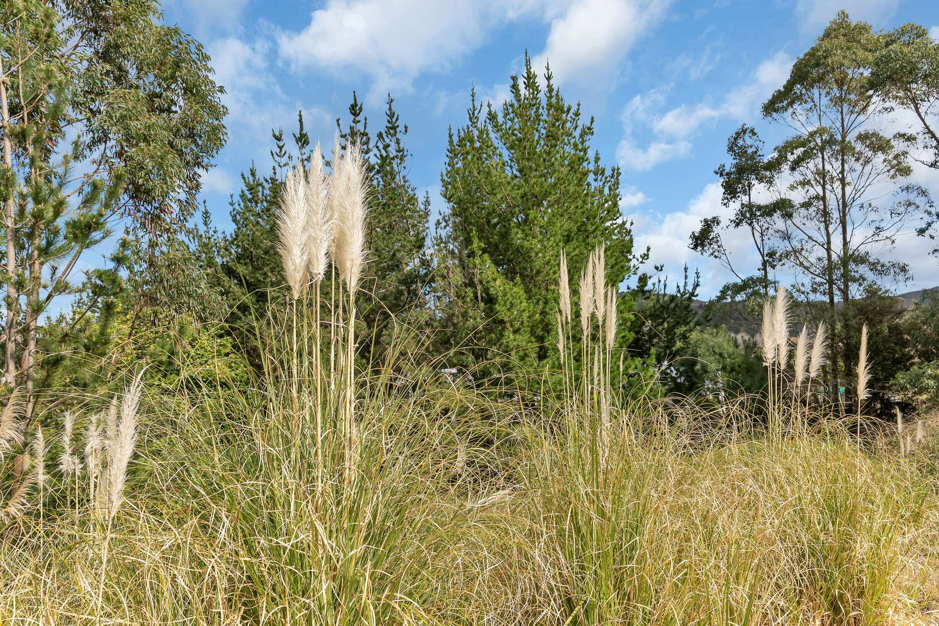 420A Whareora Road photo 8