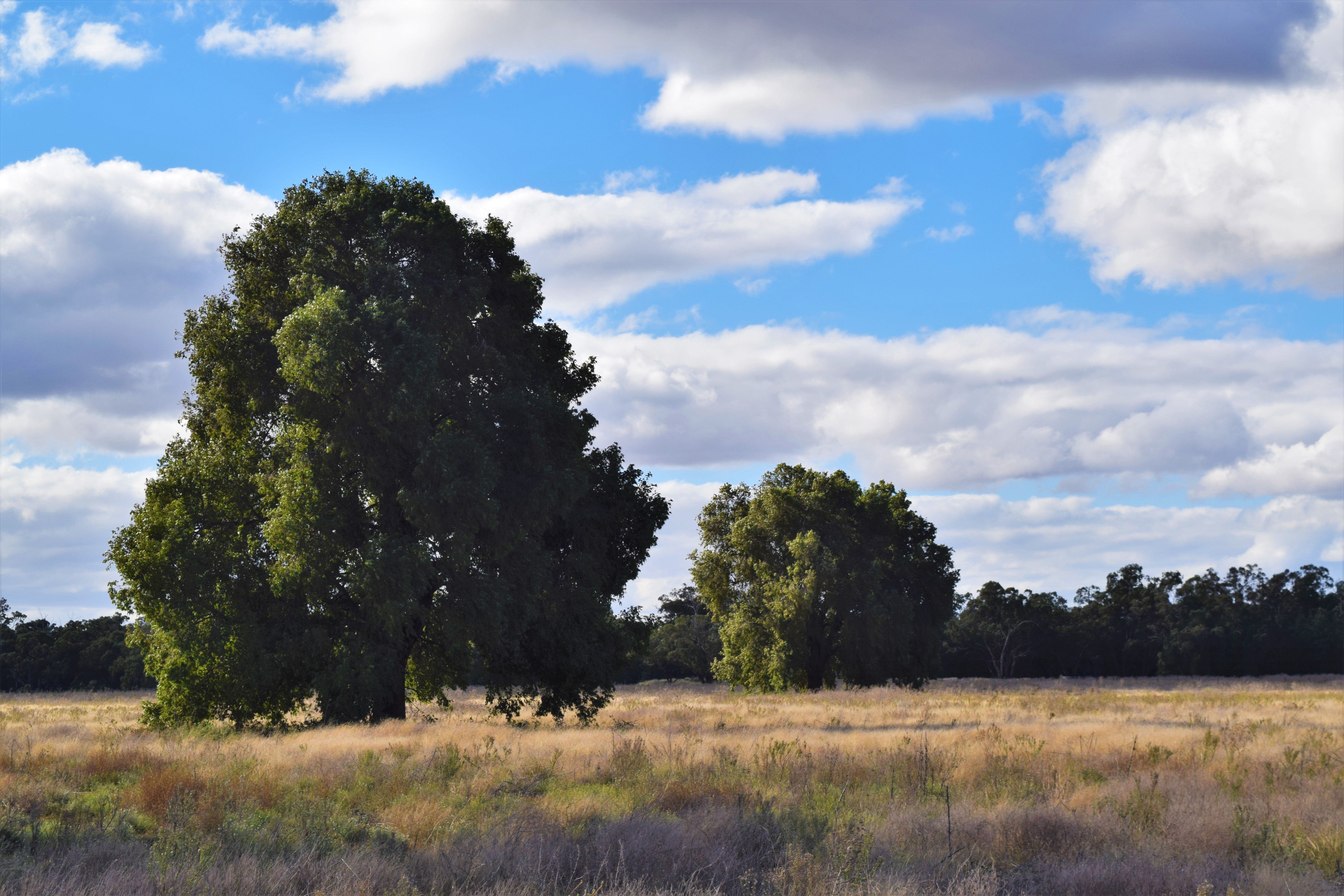 'Raymad' Gillenbine Road, Trundle, NSW 2875