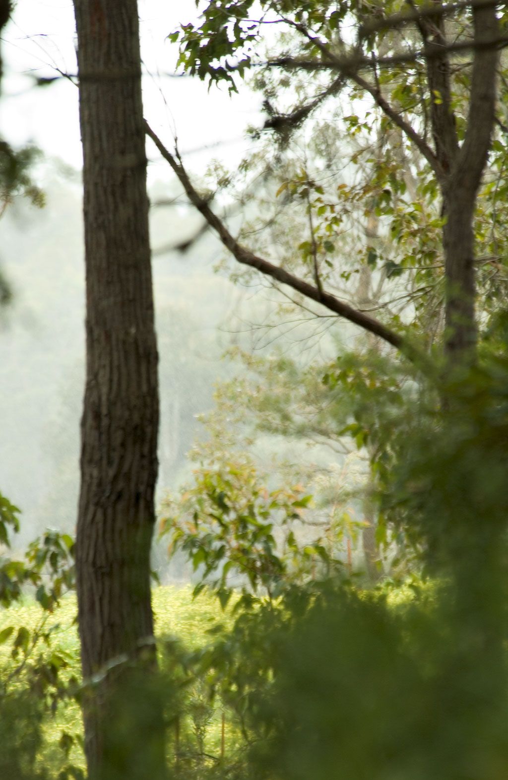 PL 213 Parkwater Estate, 'The Grove', Cowaramup, WA 6284 Land for