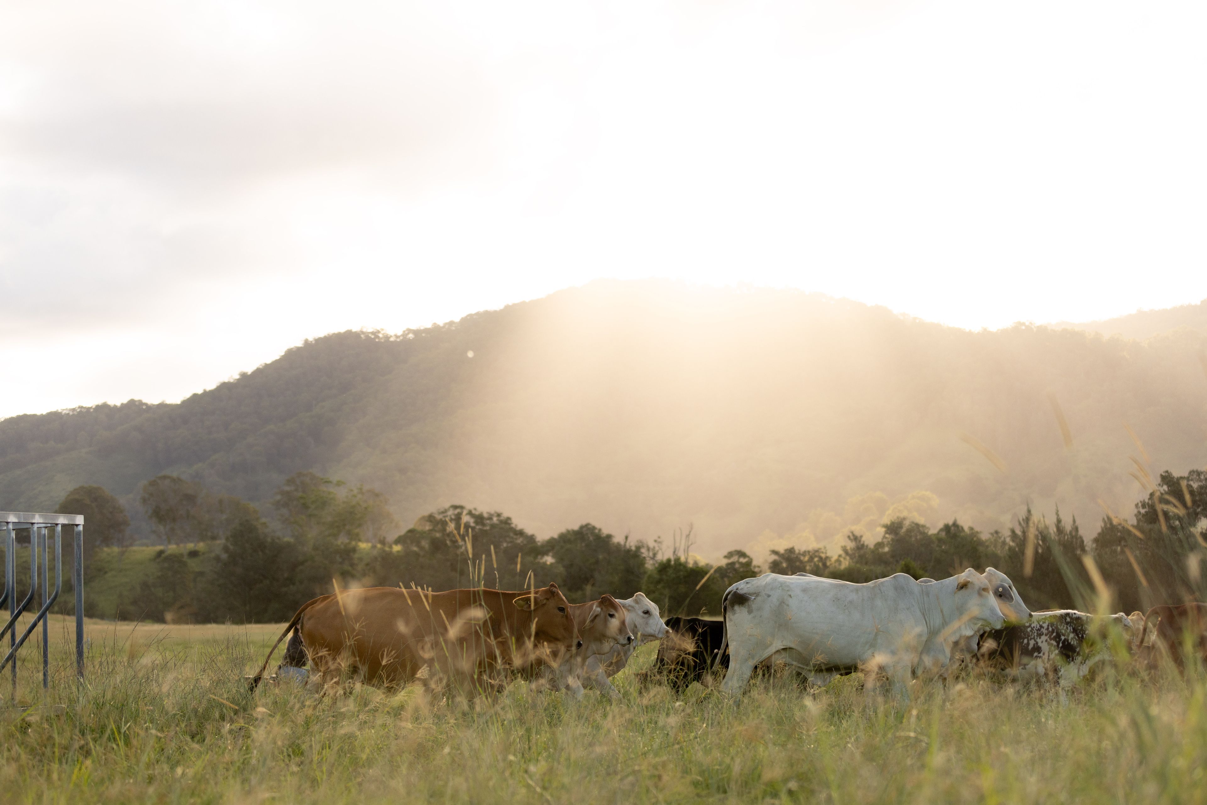 "Riverdance" 2138 Maleny - Kenilworth Road — photo 27 of 30