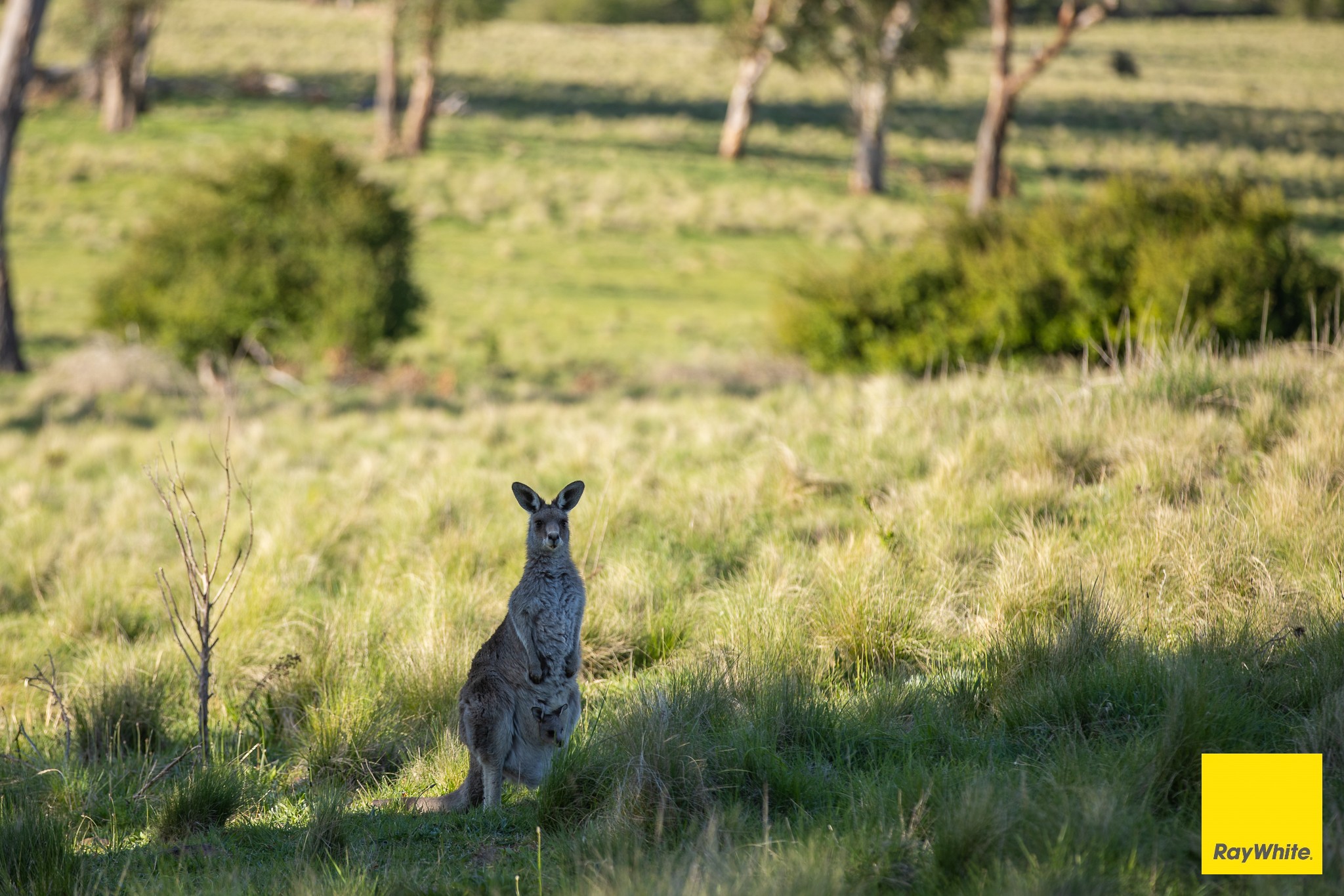 15 Karina Close, Armidale, NSW 2350