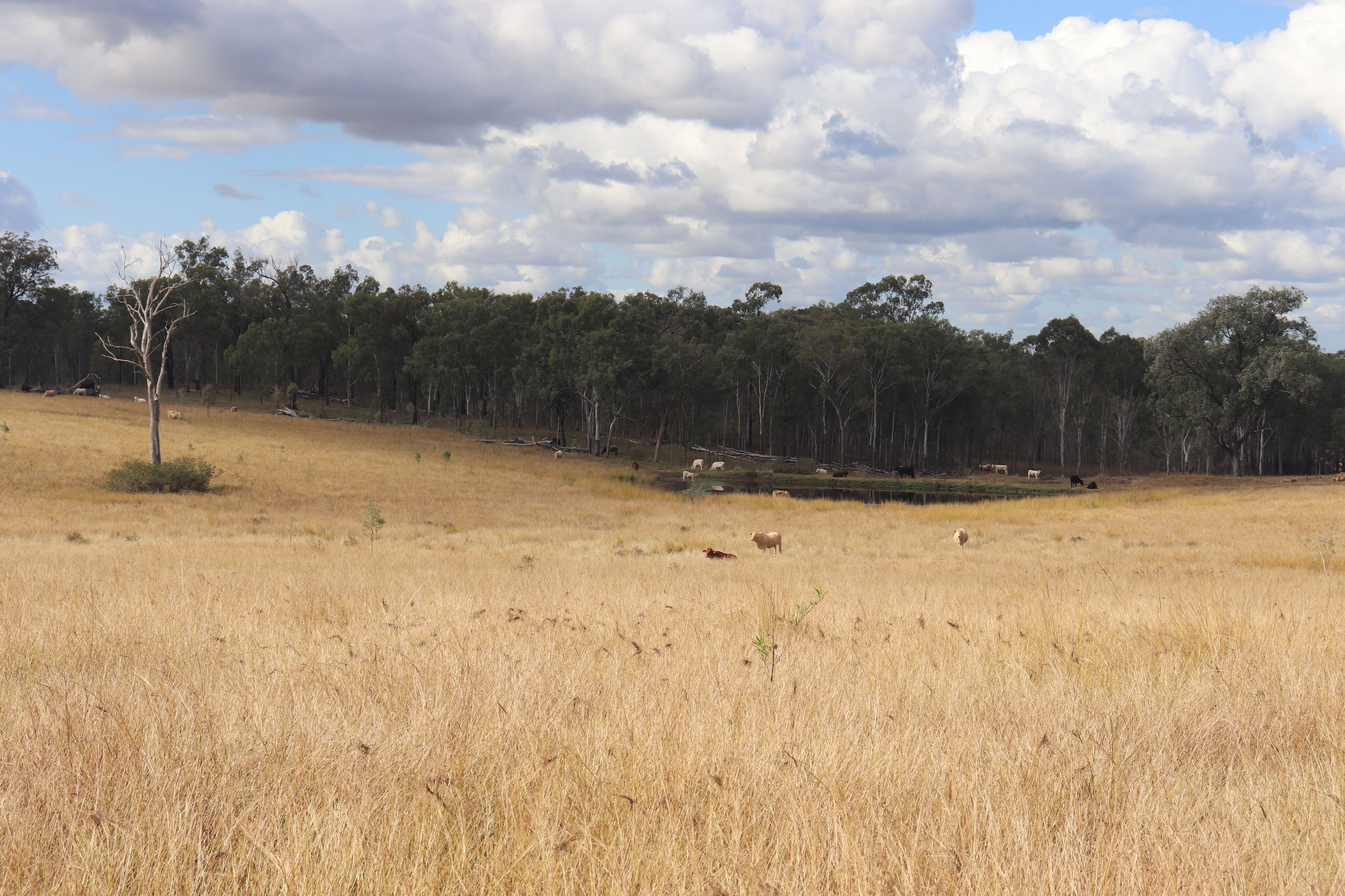 Lot 43 and Lot 50 Kalliwa Road, Mingo — photo 12 of 29