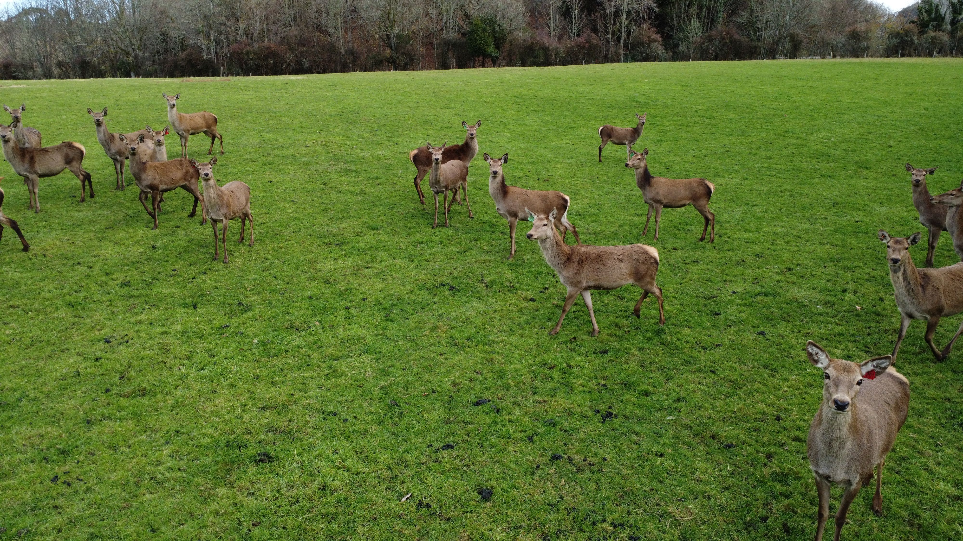 68 Dansey Road, Ngongotaha Valley, Rotorua District