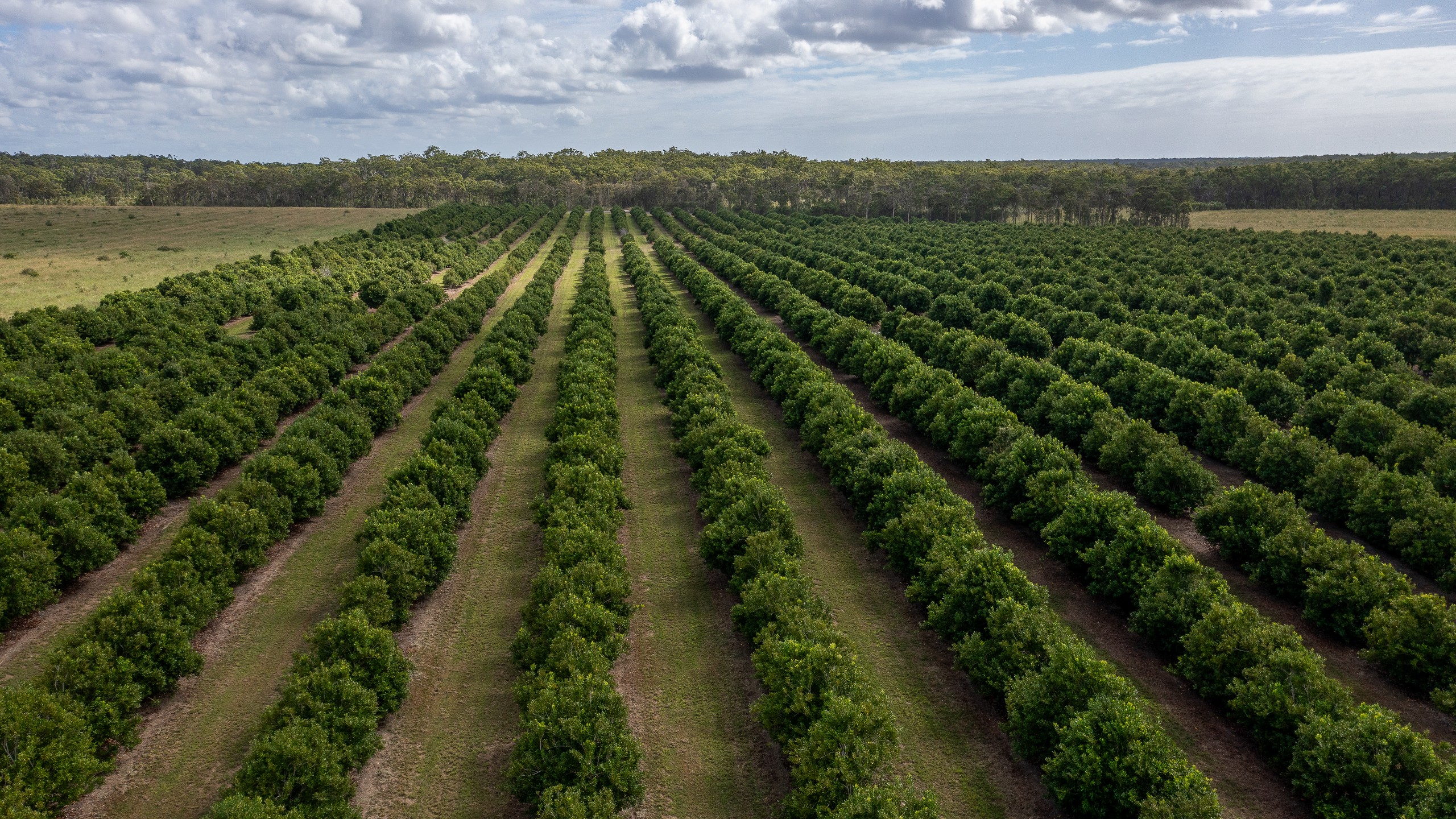 239 North Littabella Road, Mullett Creek, QLD 4670