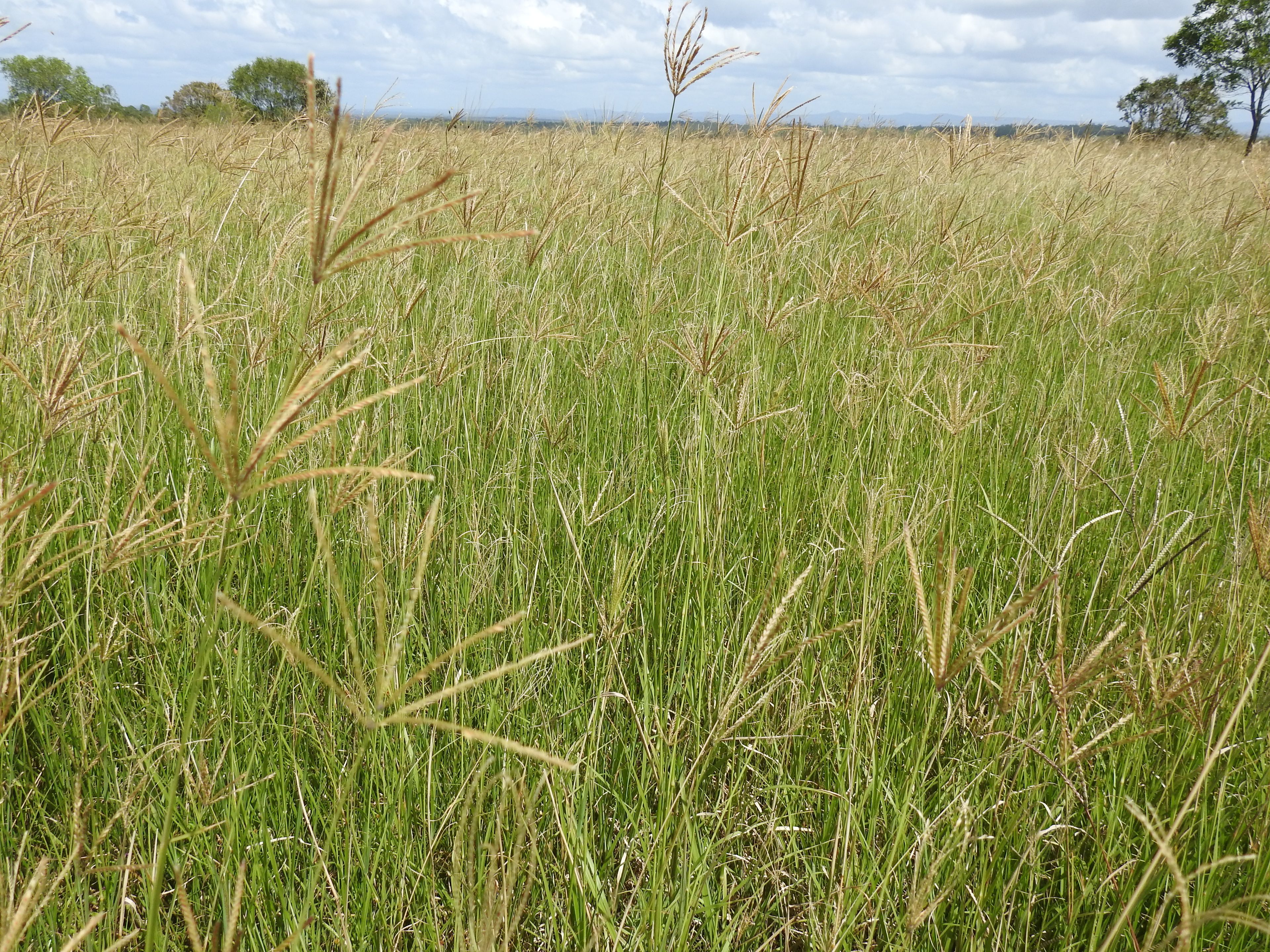 Lot 119 Ellangowan Myrtle Creek Road, Ellangowan, NSW 2470