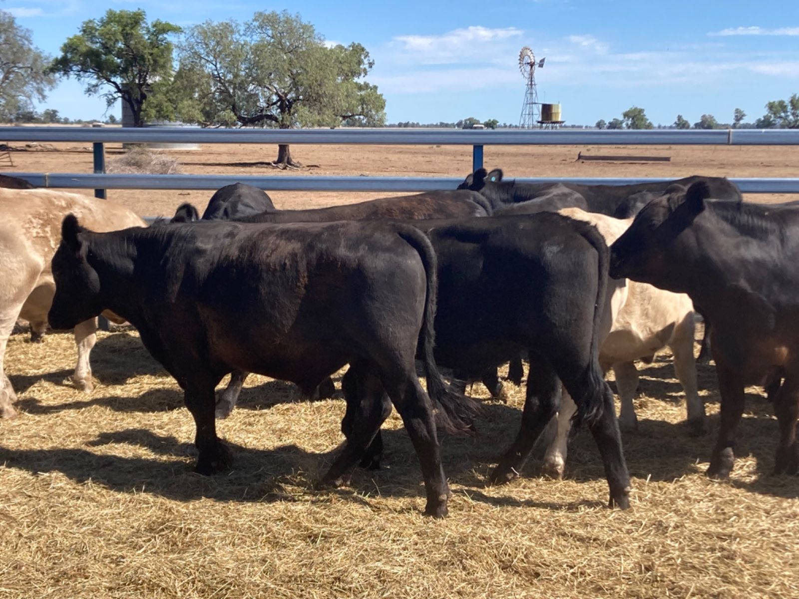 COONAMBLE, NSW 2828 - Sold Cattle - Ray White Richardson & Sinclair Dubbo