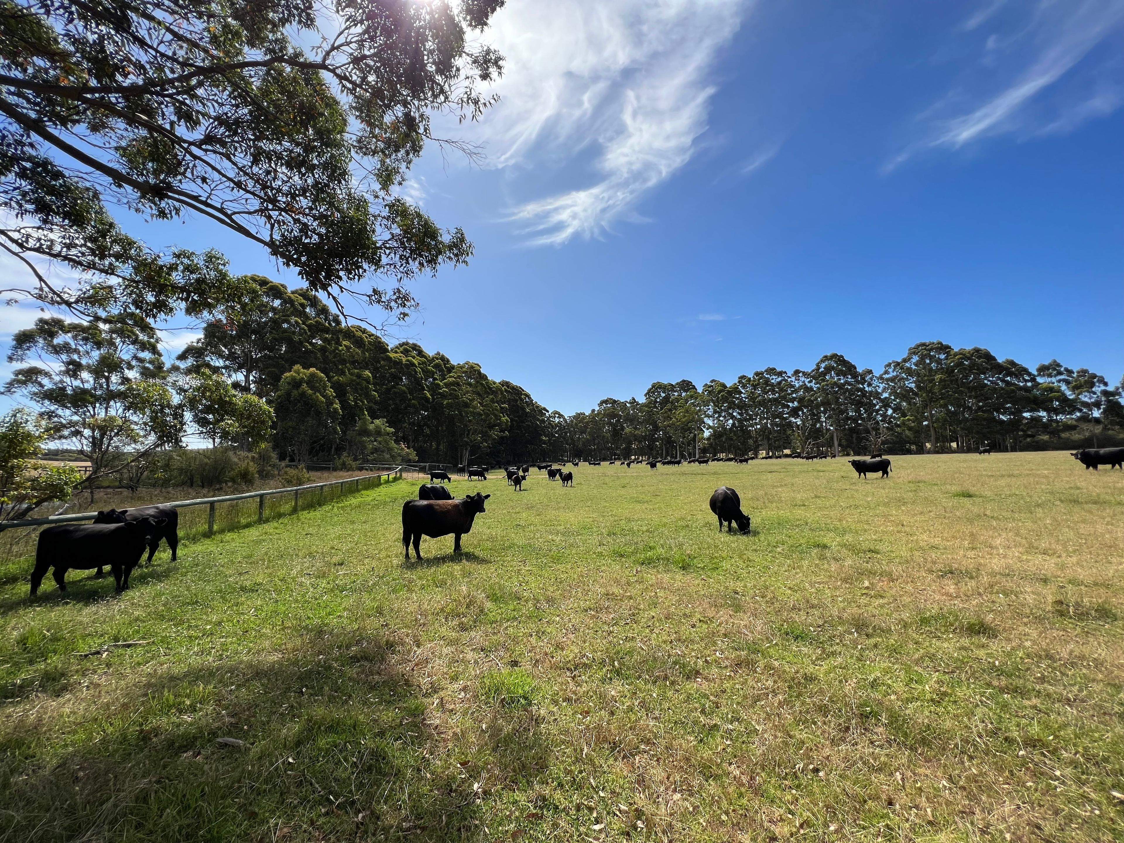 "Happy Valley" 853 Happy Valley Road, Kordabup, WA 6333 Rural Property for Sale Ray White