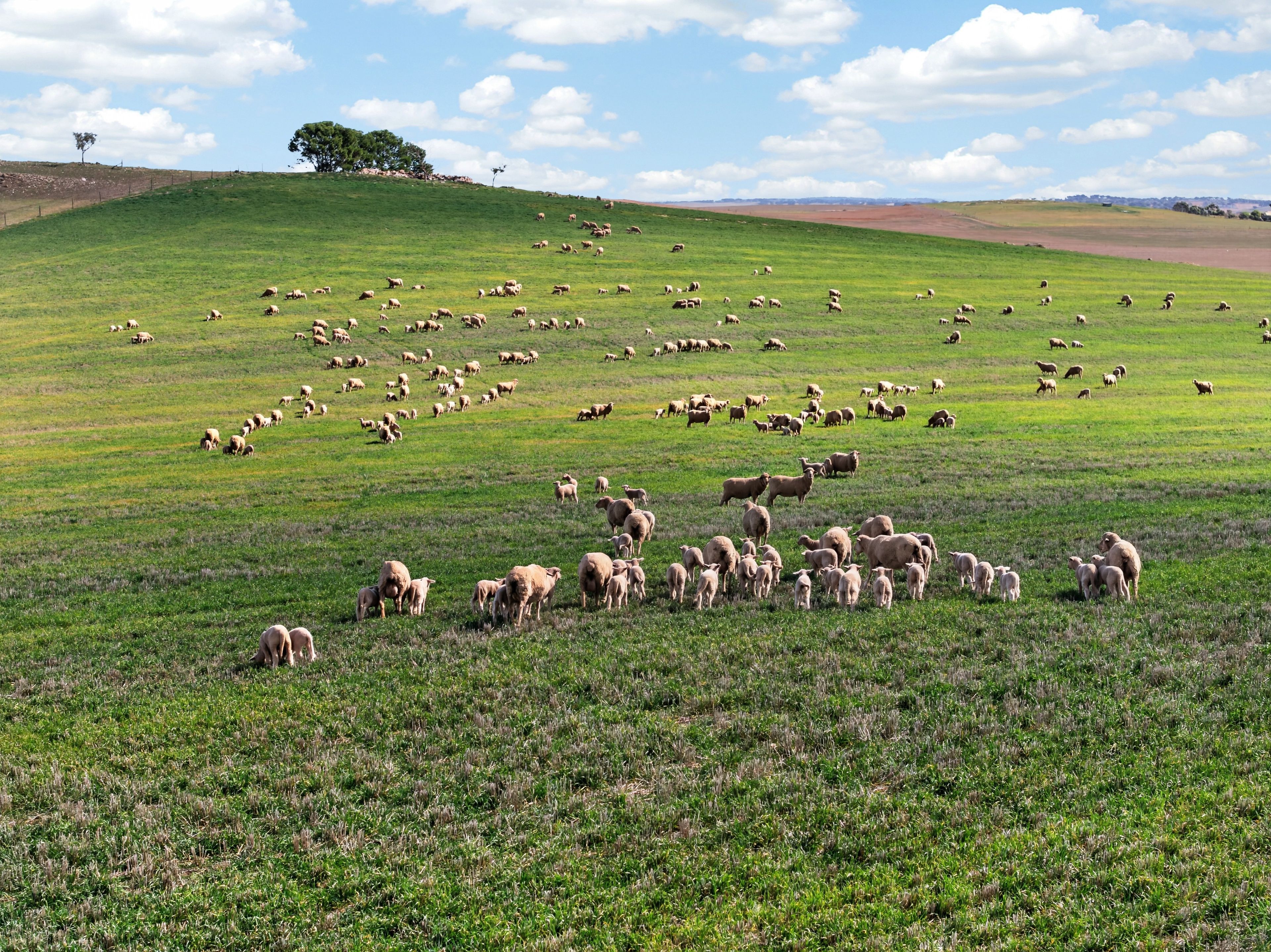 'Eudunda Hill' Thiele Highway — photo 13 of 30