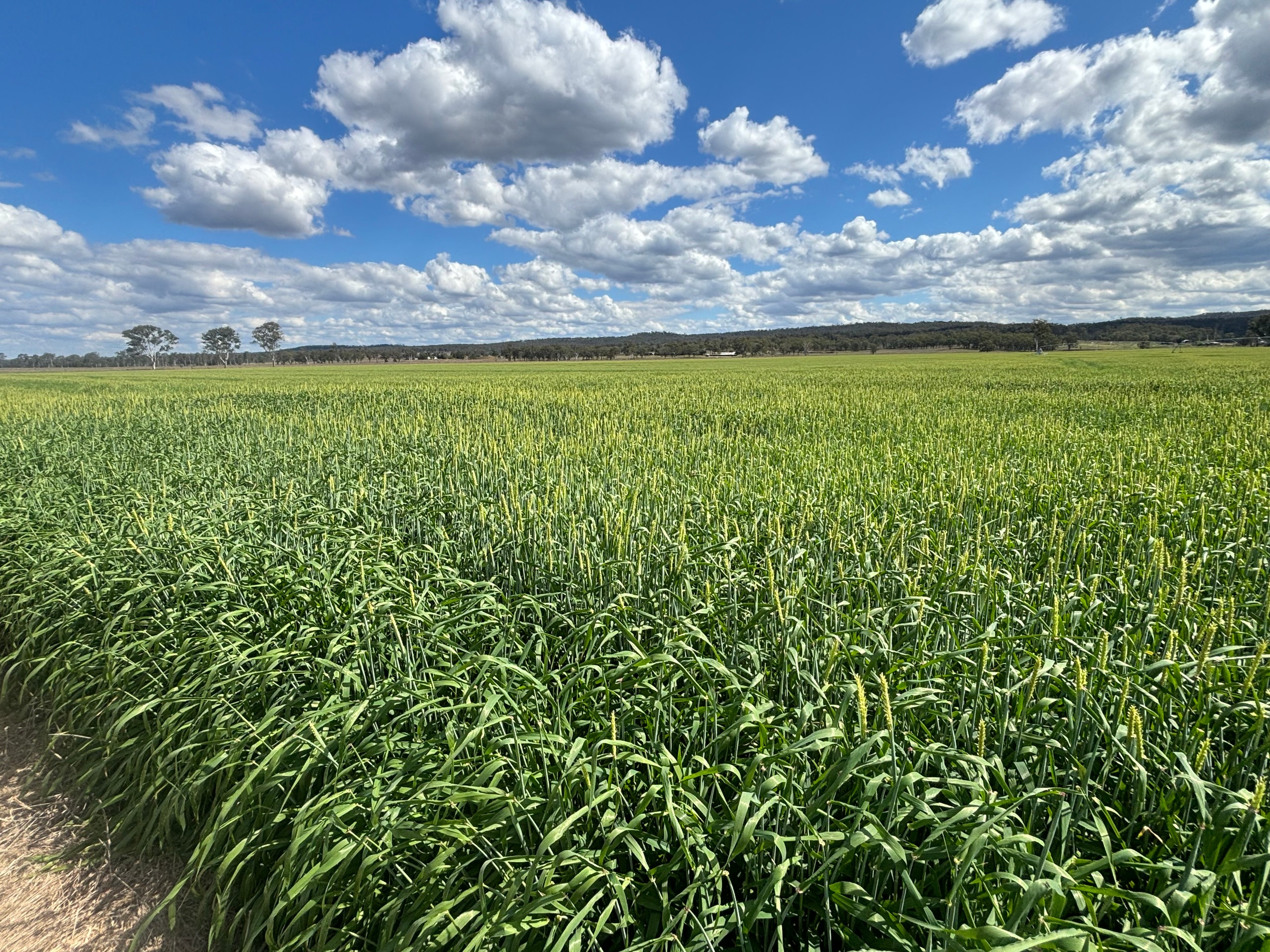 Monto, QLD 4630