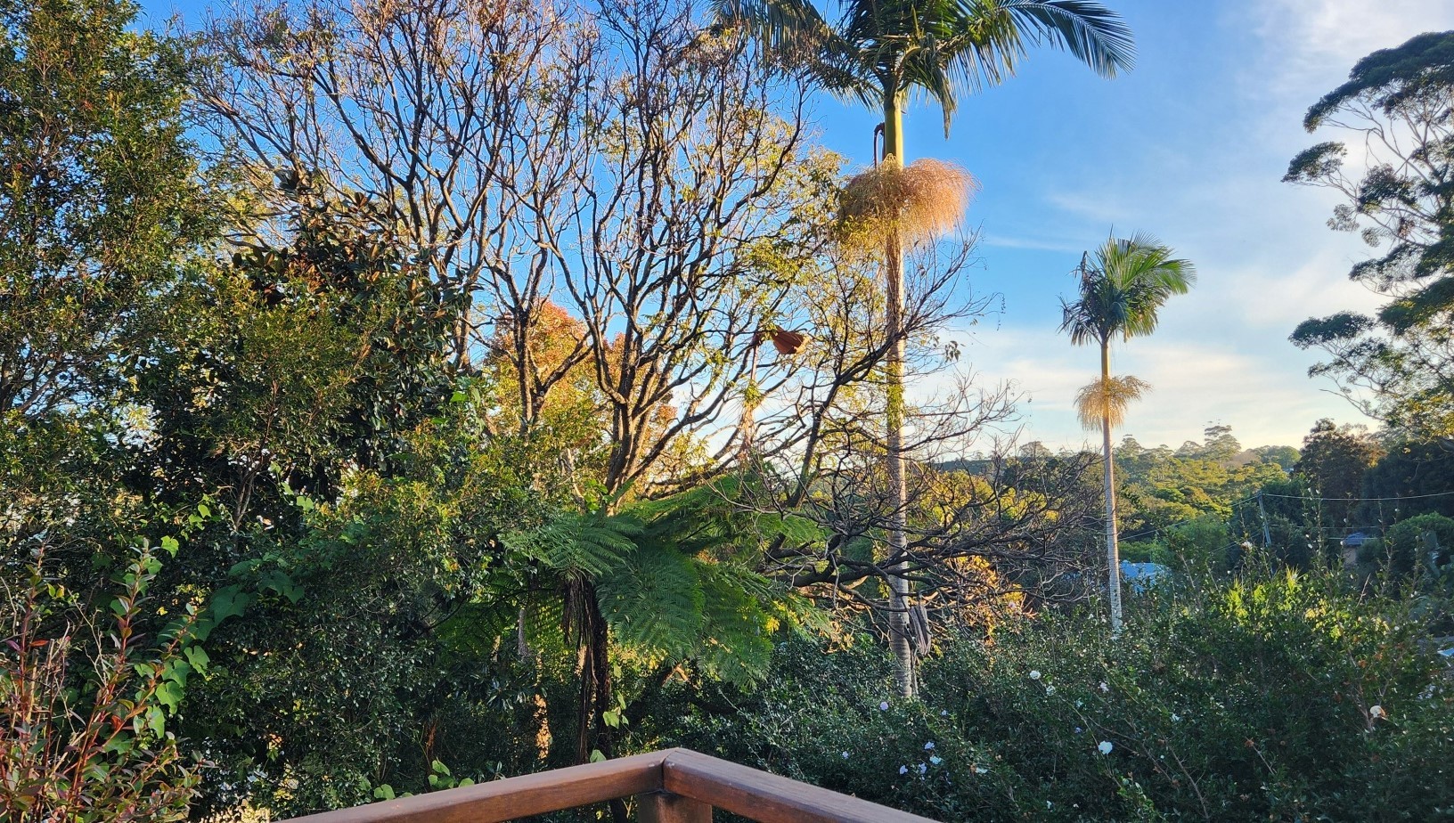 54 Jenyns Road, Tamborine Mountain, QLD 4272