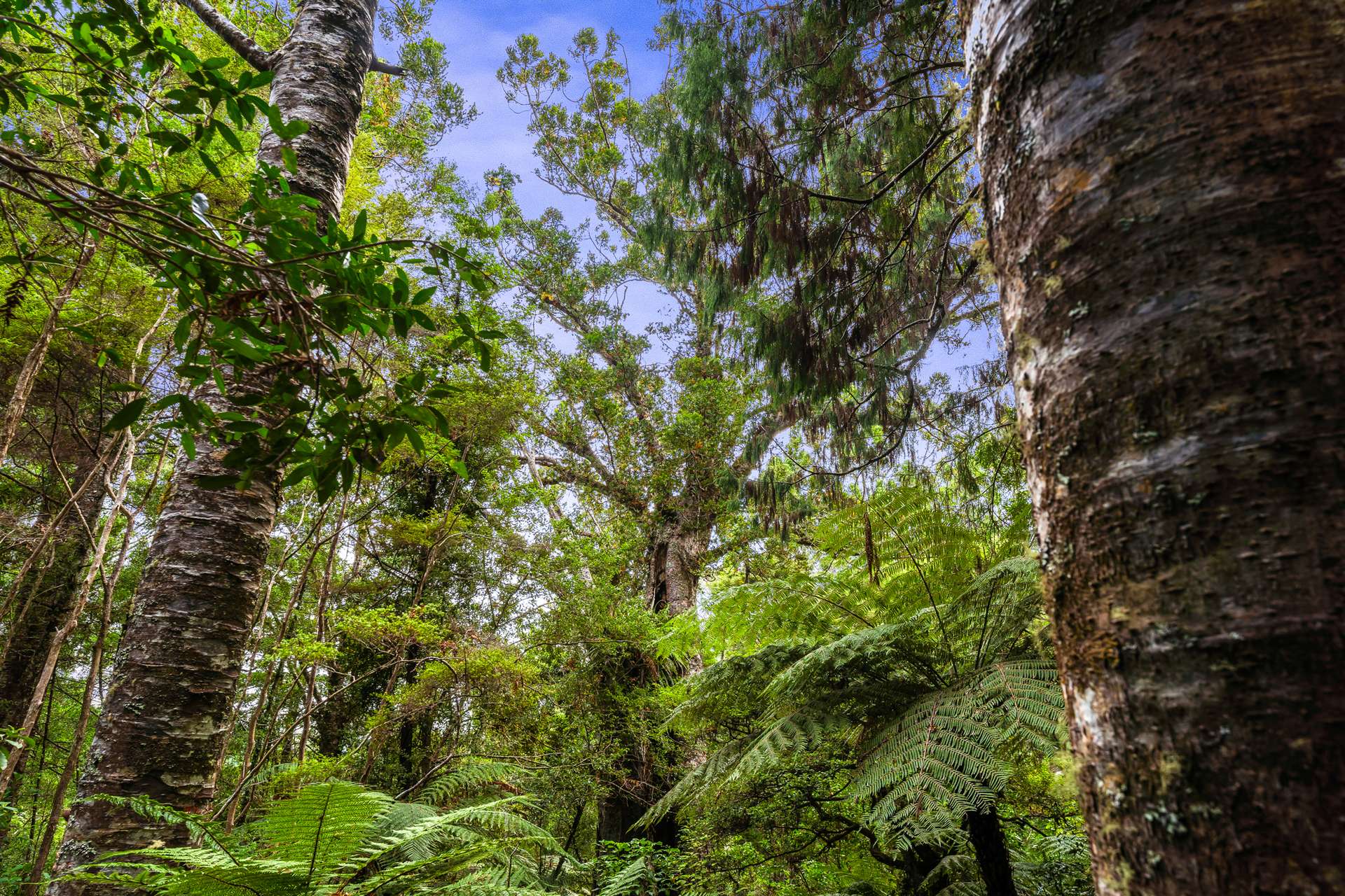 138 Mahurangi West Road photo 35