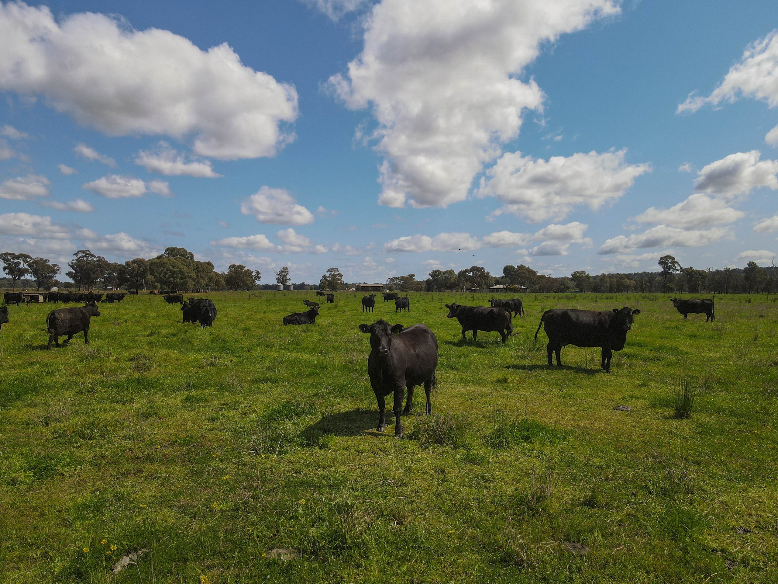 140 Amors Lane, Forbes, NSW 2871