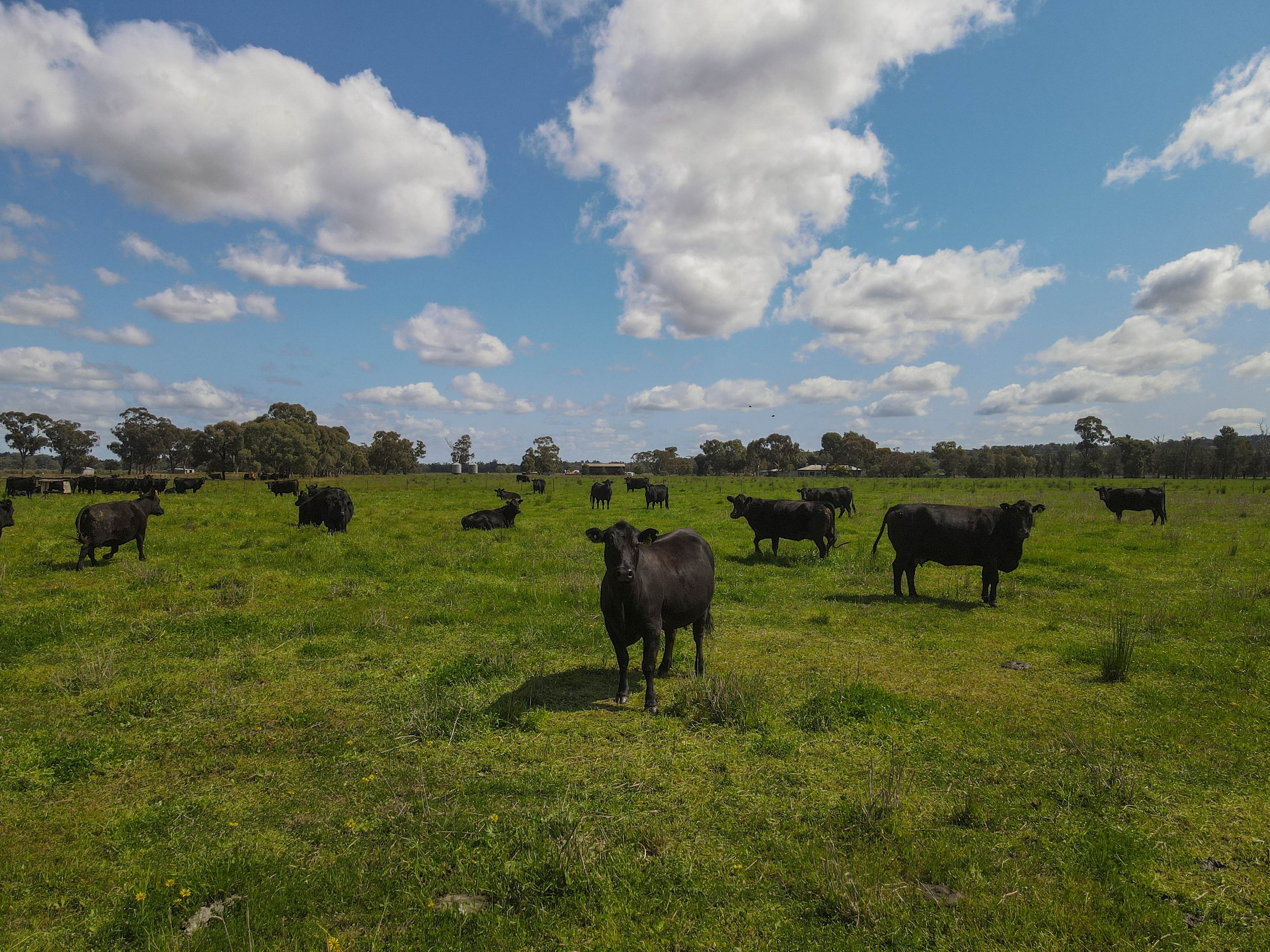 140 Amors Lane, Forbes, NSW 2871