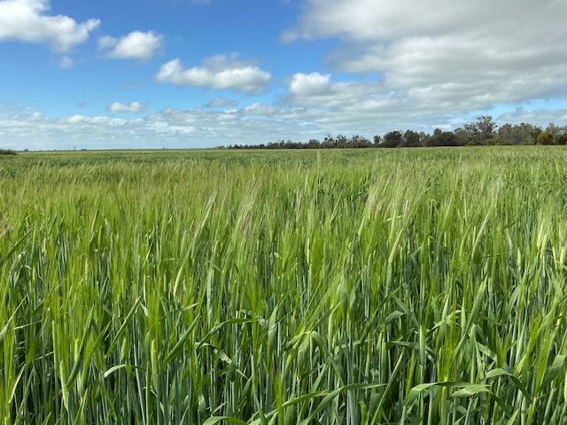 Rural Opportunity Near Kadina — photo 4 of 7
