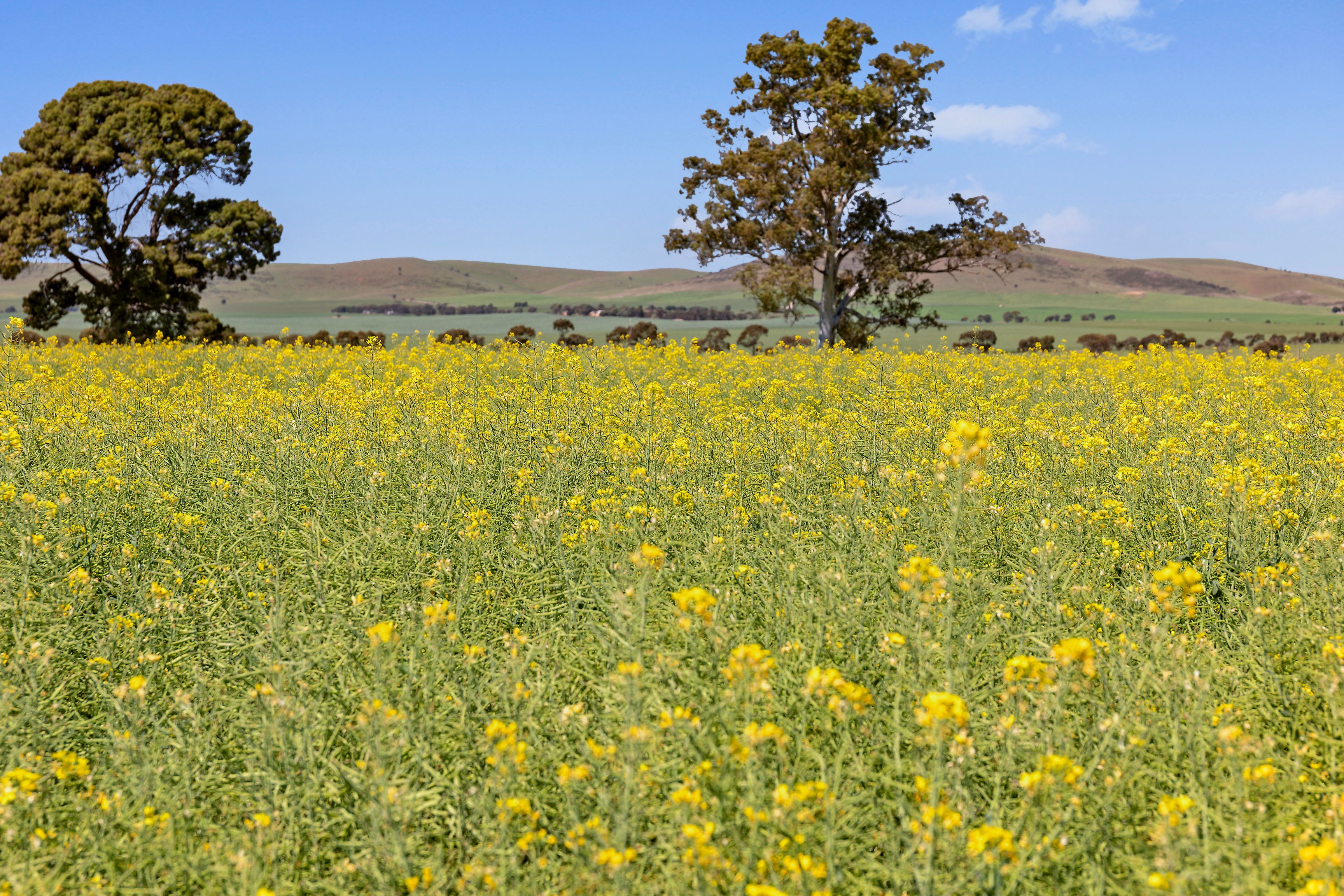 'Crawford Park' Road, SA 5472 Sold Rural Cropping Property