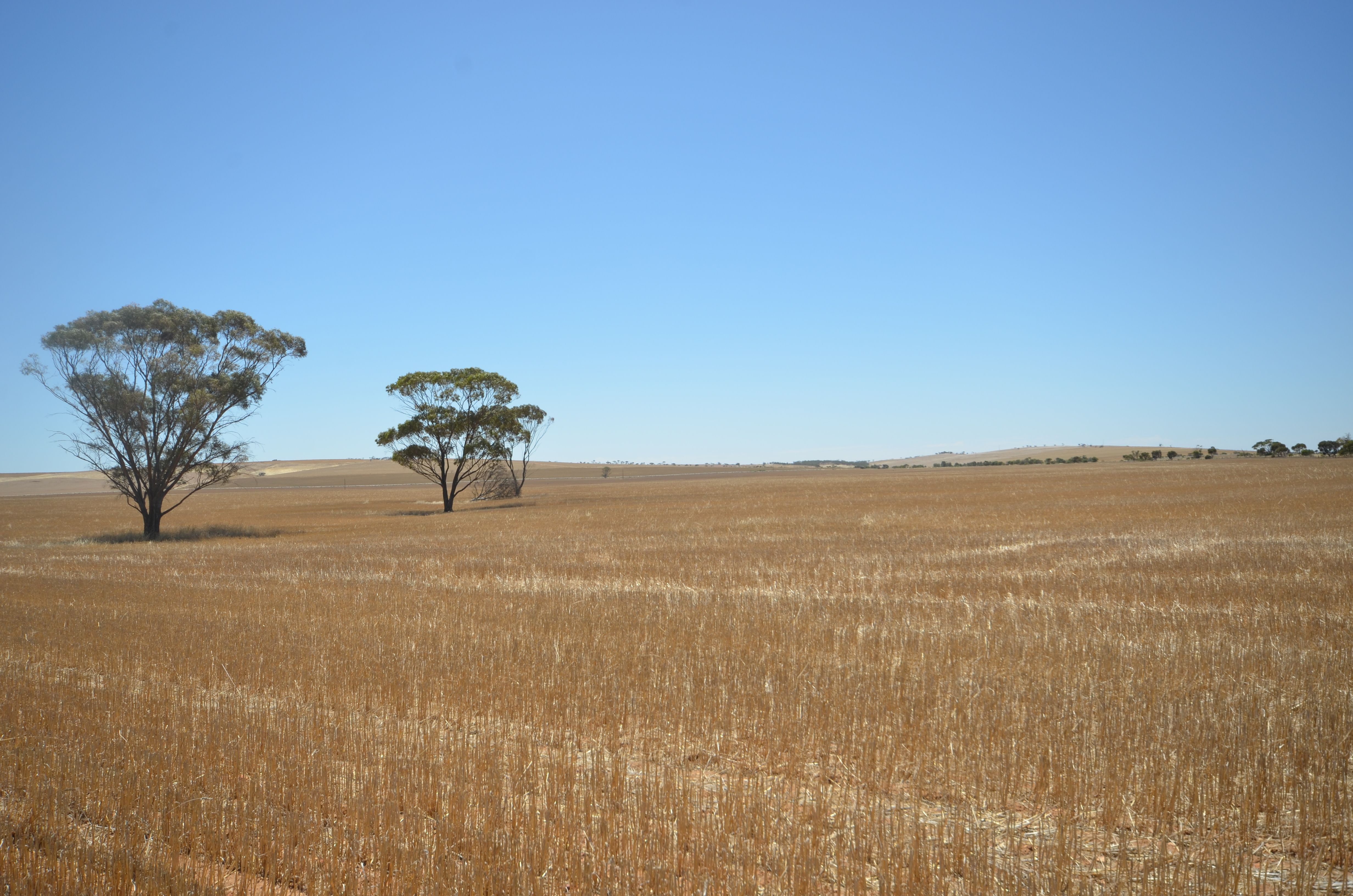 "Forrest" Dohse Road, South Hummocks SA 5550
