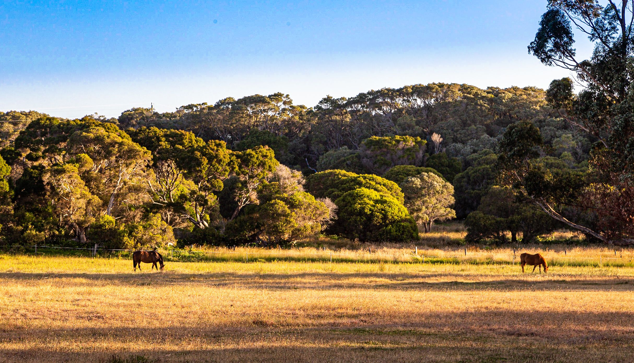 9569 (PL 582) Caves Road, Hamelin Bay, WA 6288 Rural Lifestyle Property for Sale Ray White