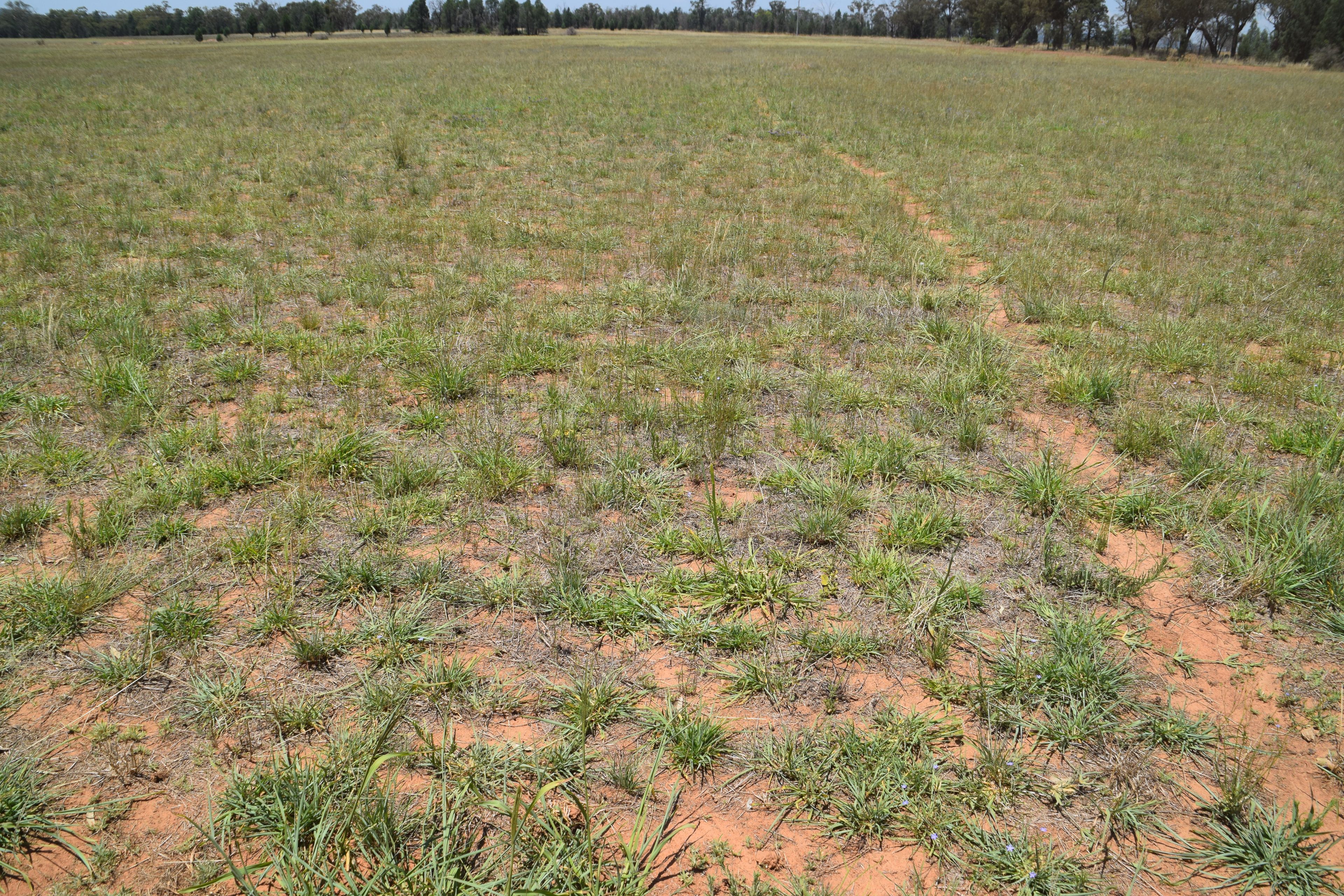 'Illapa' 238L Narromine Road — photo 17 of 30