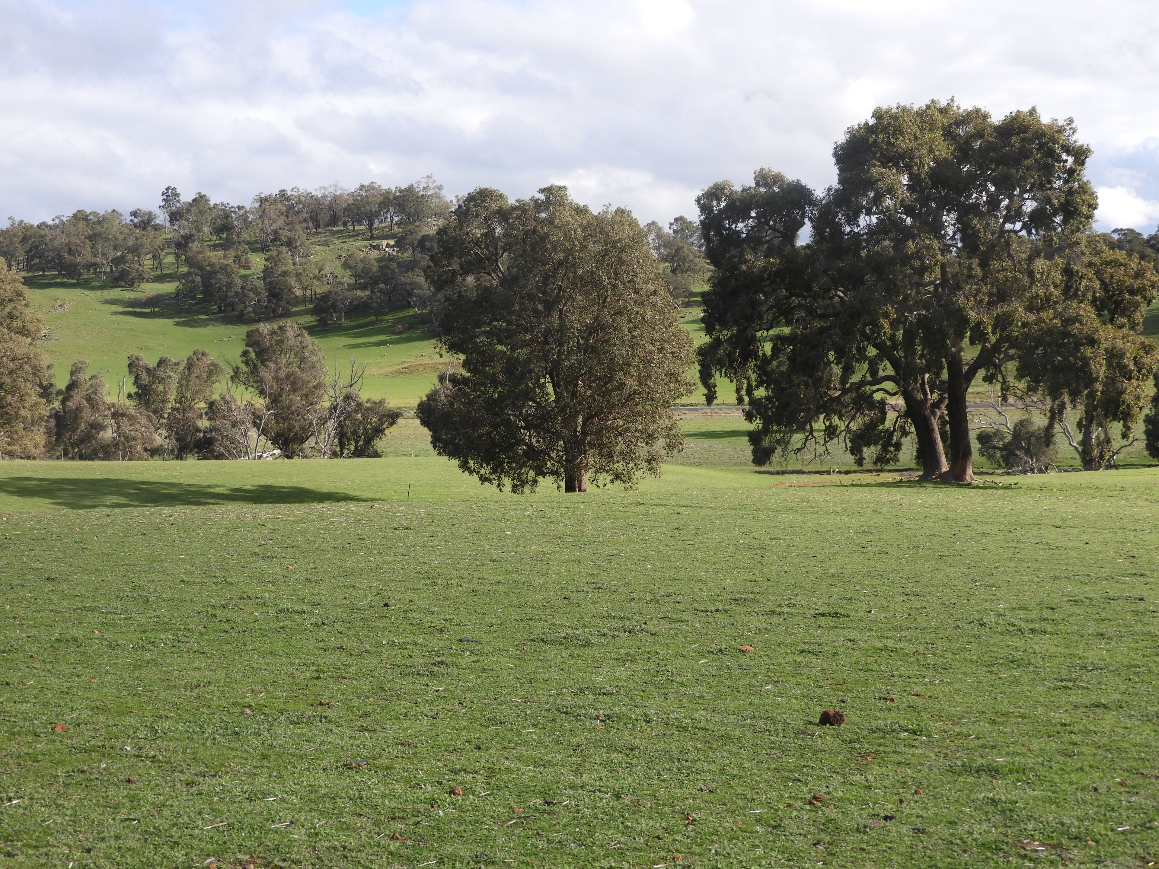 Kyellen Farm, Quindanning-Darkan Road — photo 8 of 30