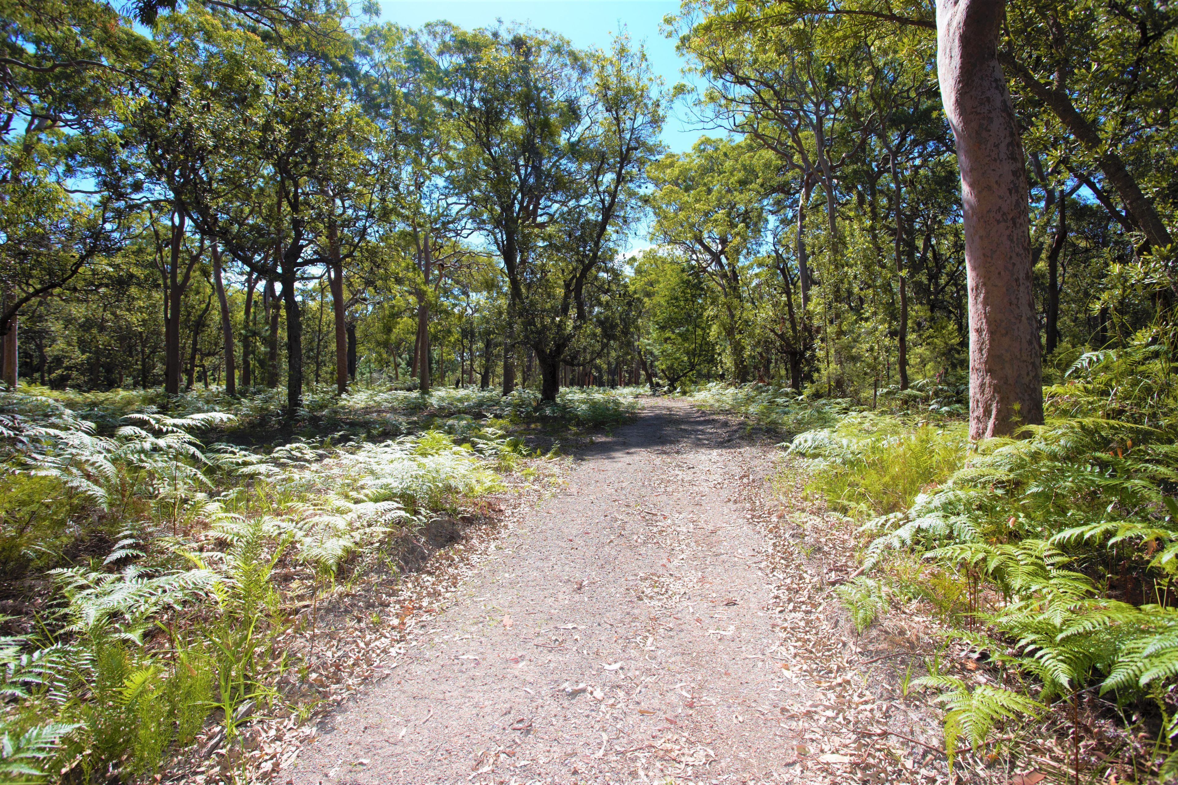 Lot 5/129 Koree Street, Pindimar, NSW 2324 Sold Rural Lifestyle