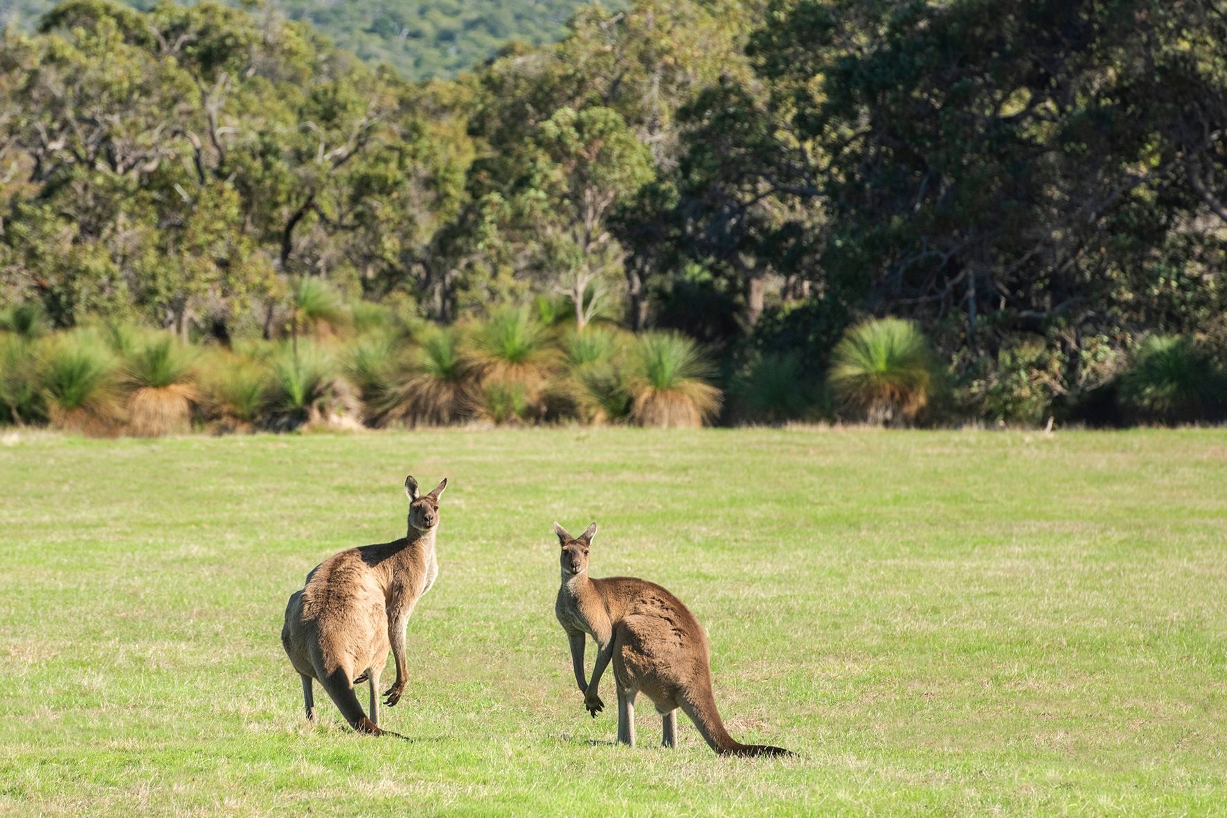 93 Biddle Road — photo from Ray White Stocker Preston | Dunsborough