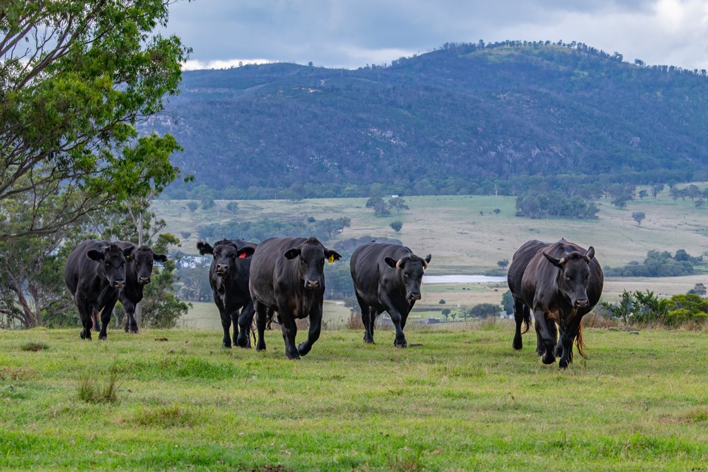 337 Mount Mackenzie Road, Tenterfield, NSW 2372