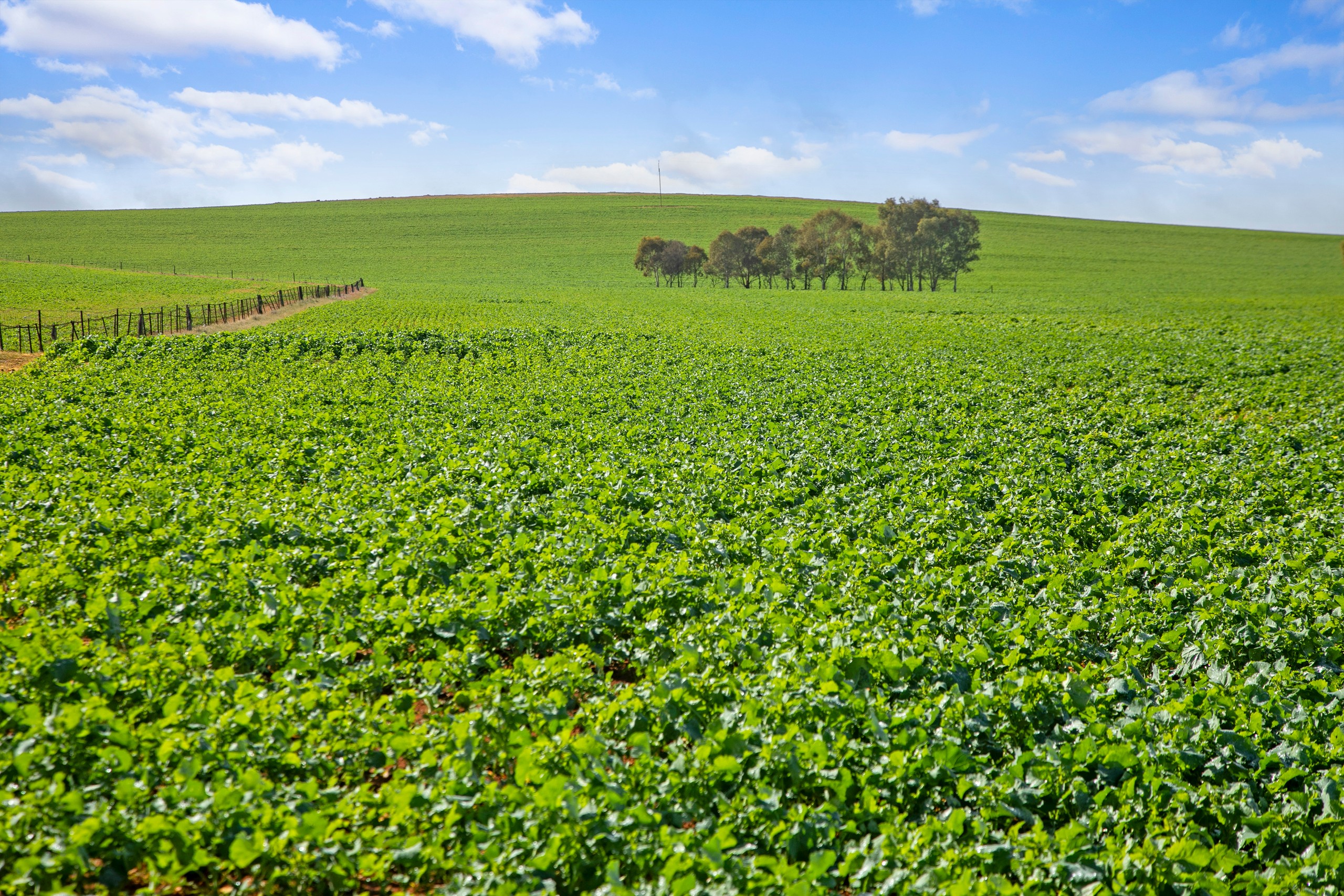 'Hamilton Run Farm' Murchland Drive, Jamestown, SA 5491