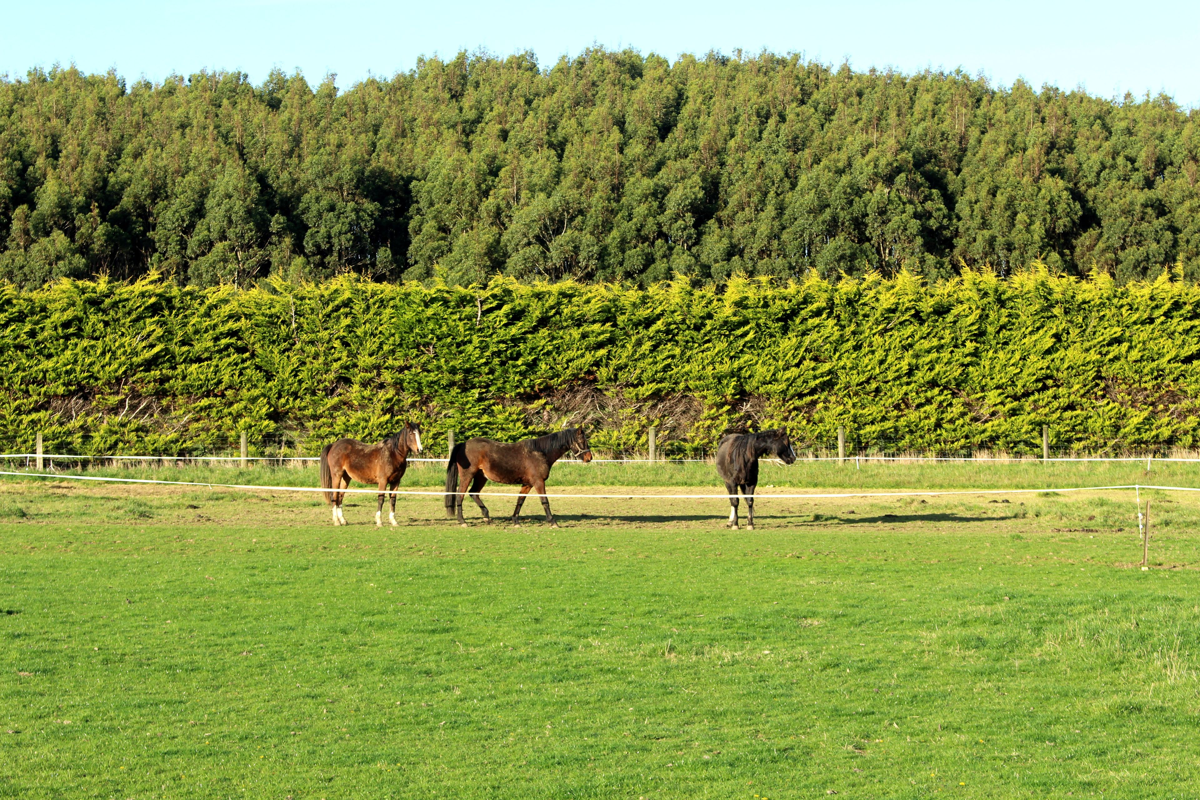 270 Roslyn Road, Roslyn Bush, Southland District