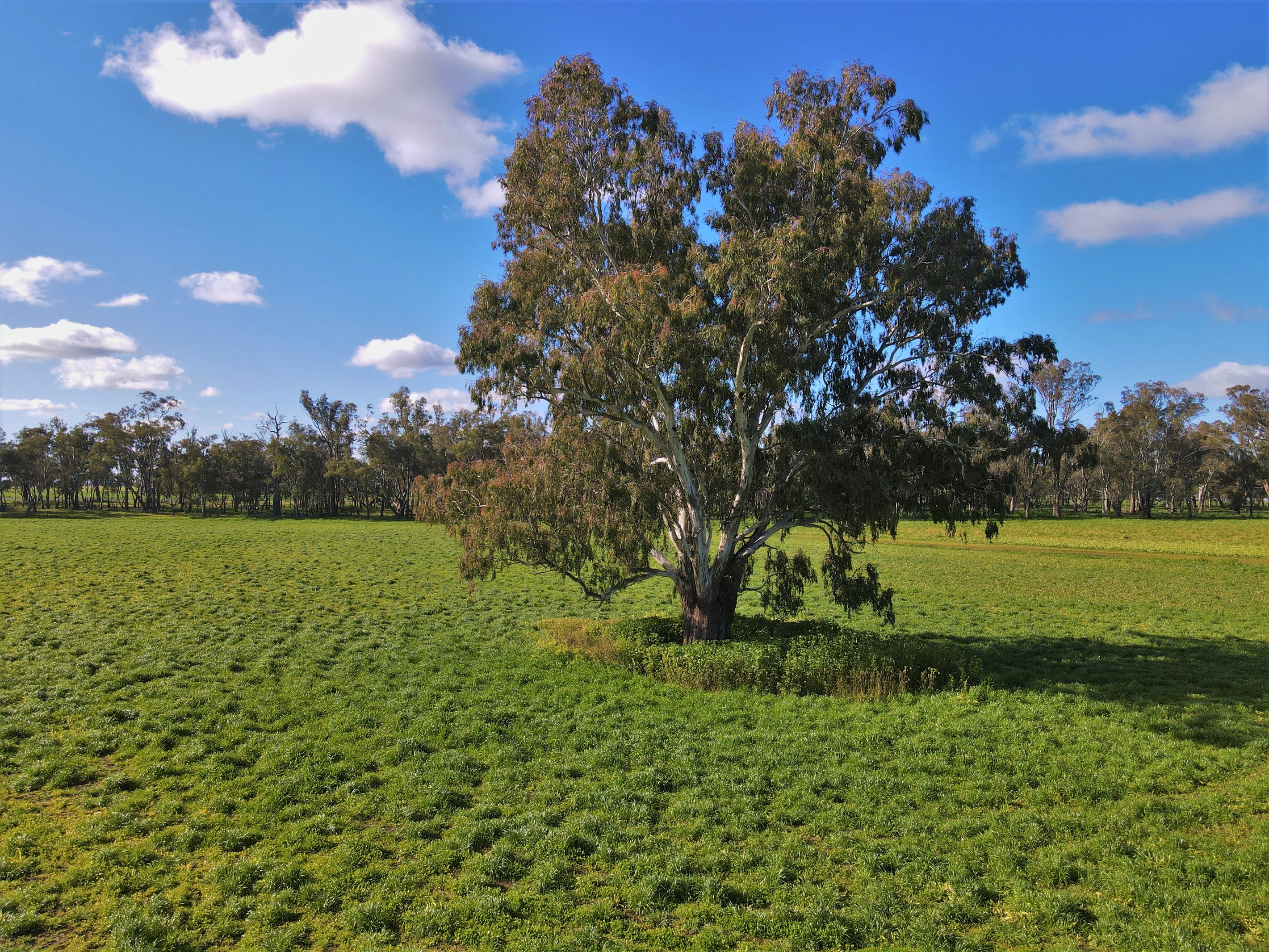 Ulmarra, 10419 The Escort Way, Forbes, NSW 2871