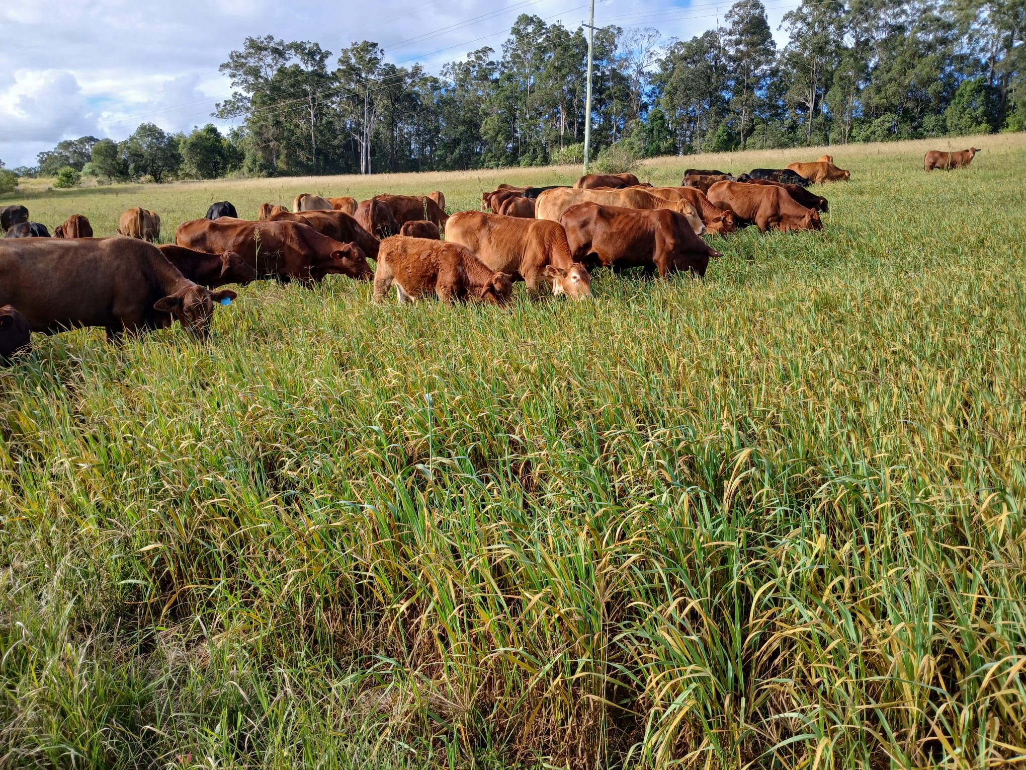 Tuchekoi, QLD 4570