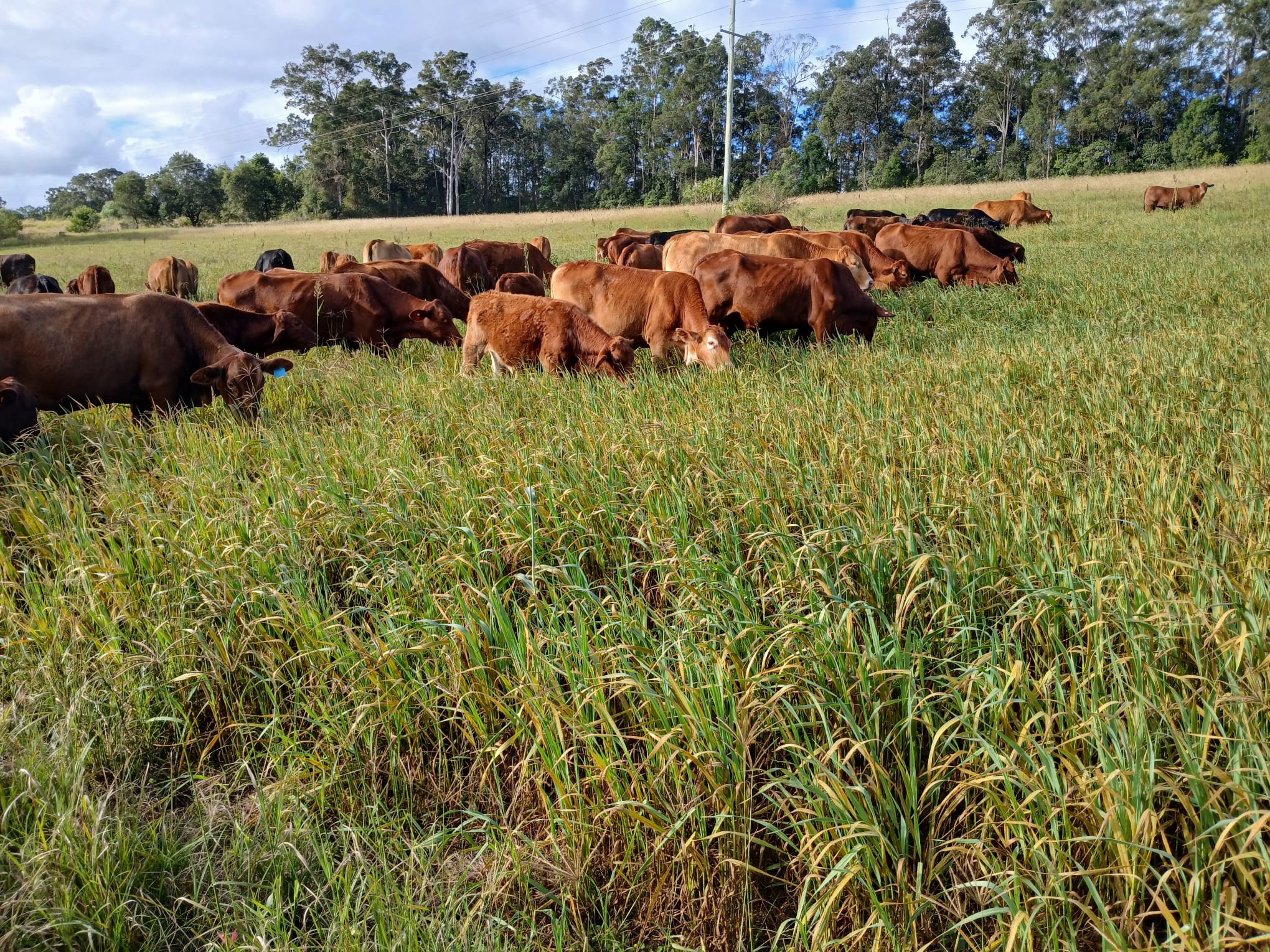 Tuchekoi, QLD 4570