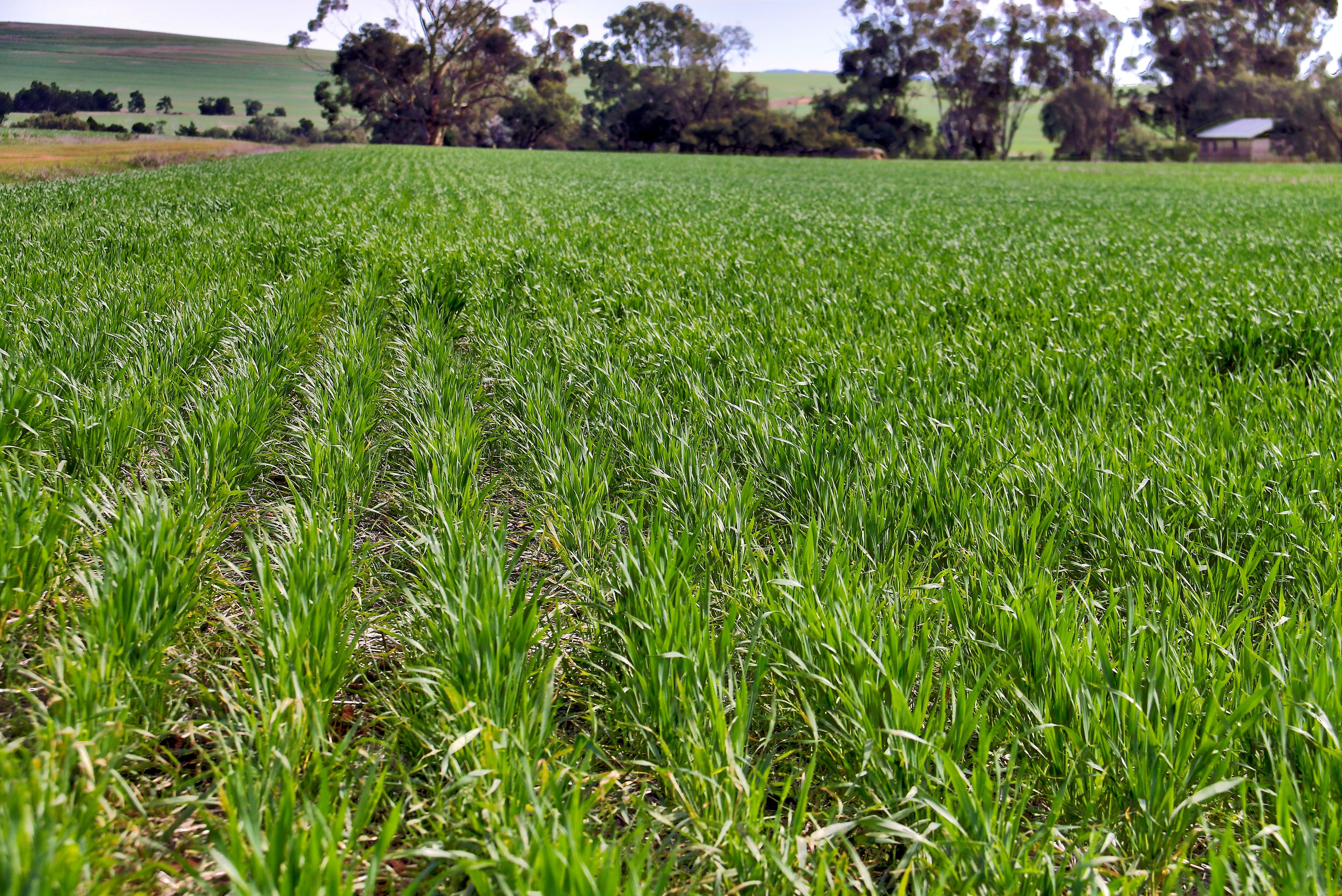 & "Andersons" - Wilkins Highway, Gladstone, SA 5473