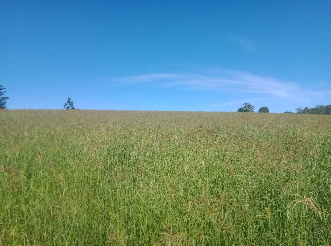'The Mary Valley Farm' - A Rare Hinterland Legacy — photo 23 of 30