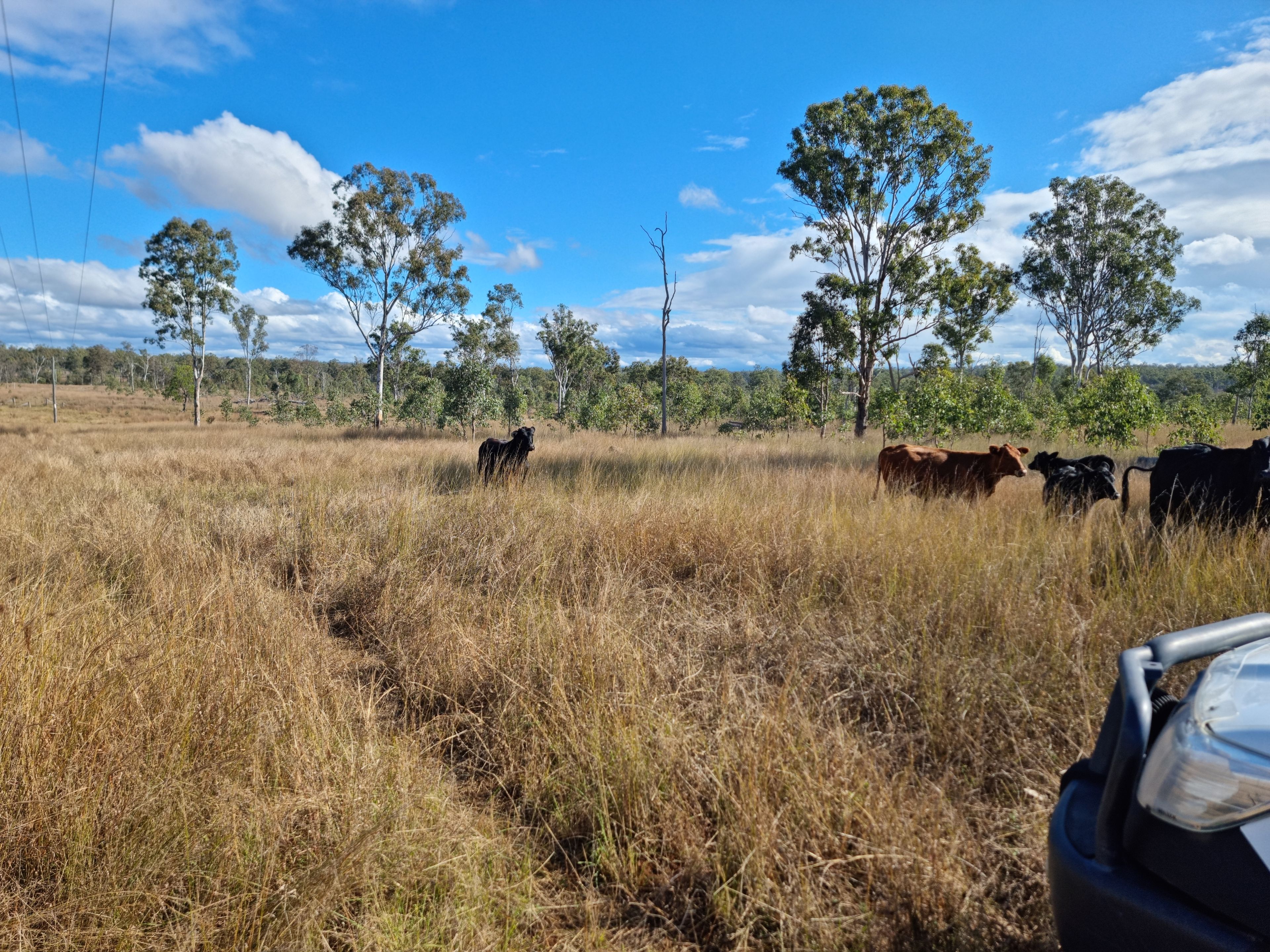 "Another Great Sale by Ian Newson Ray White Mundubbera" LOT 1