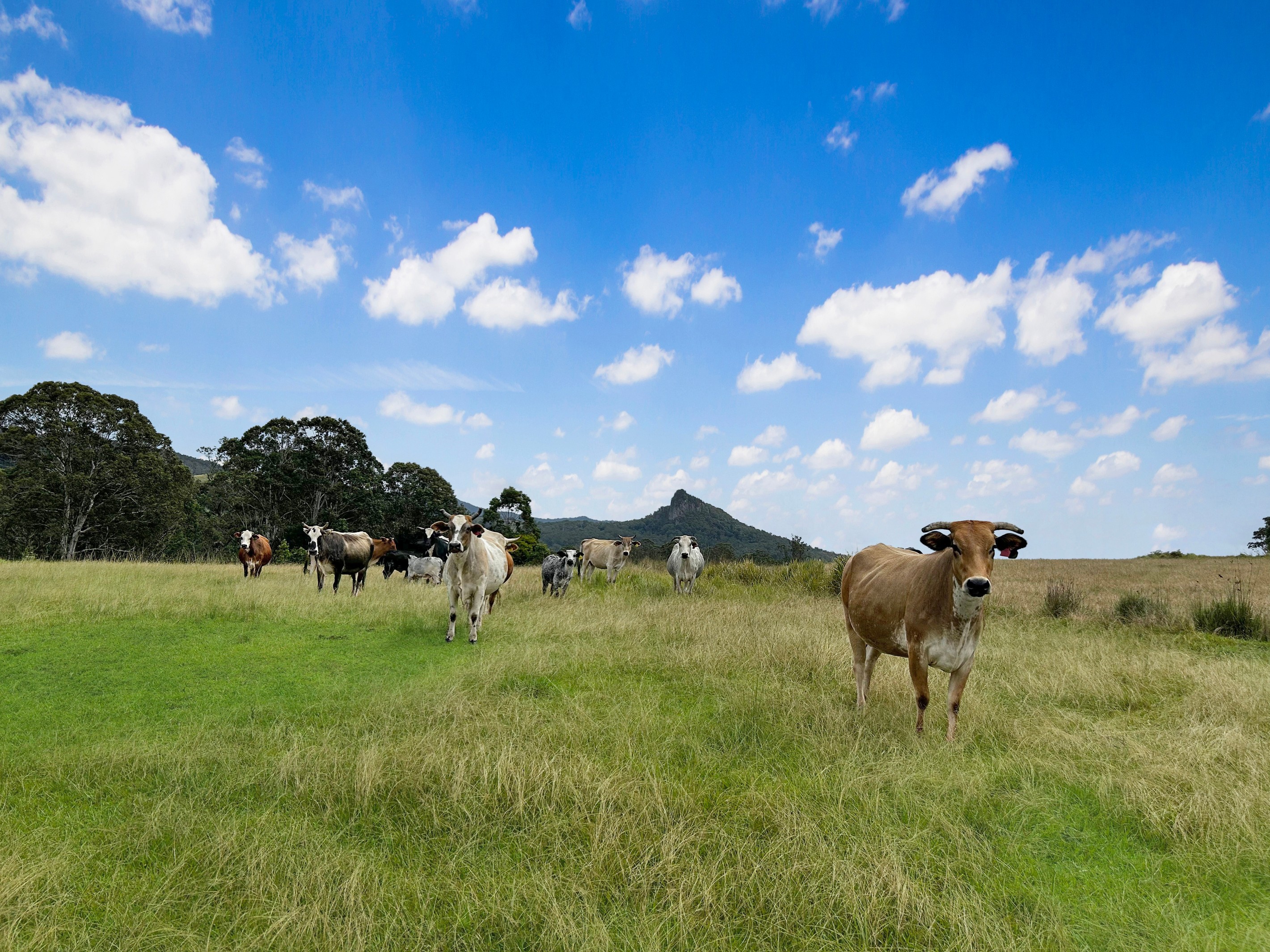 18108 Clarence Way, Urbenville, NSW 2475