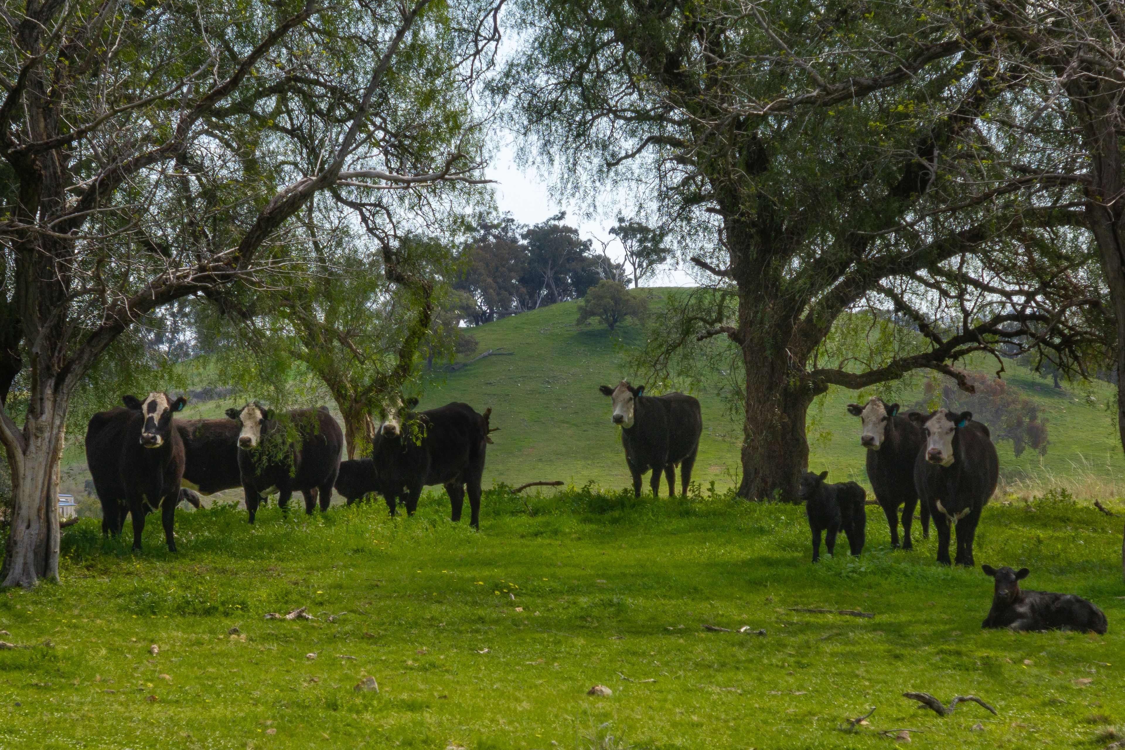 'Pemberley' 57 Bunyarra Lane — photo 12 of 18