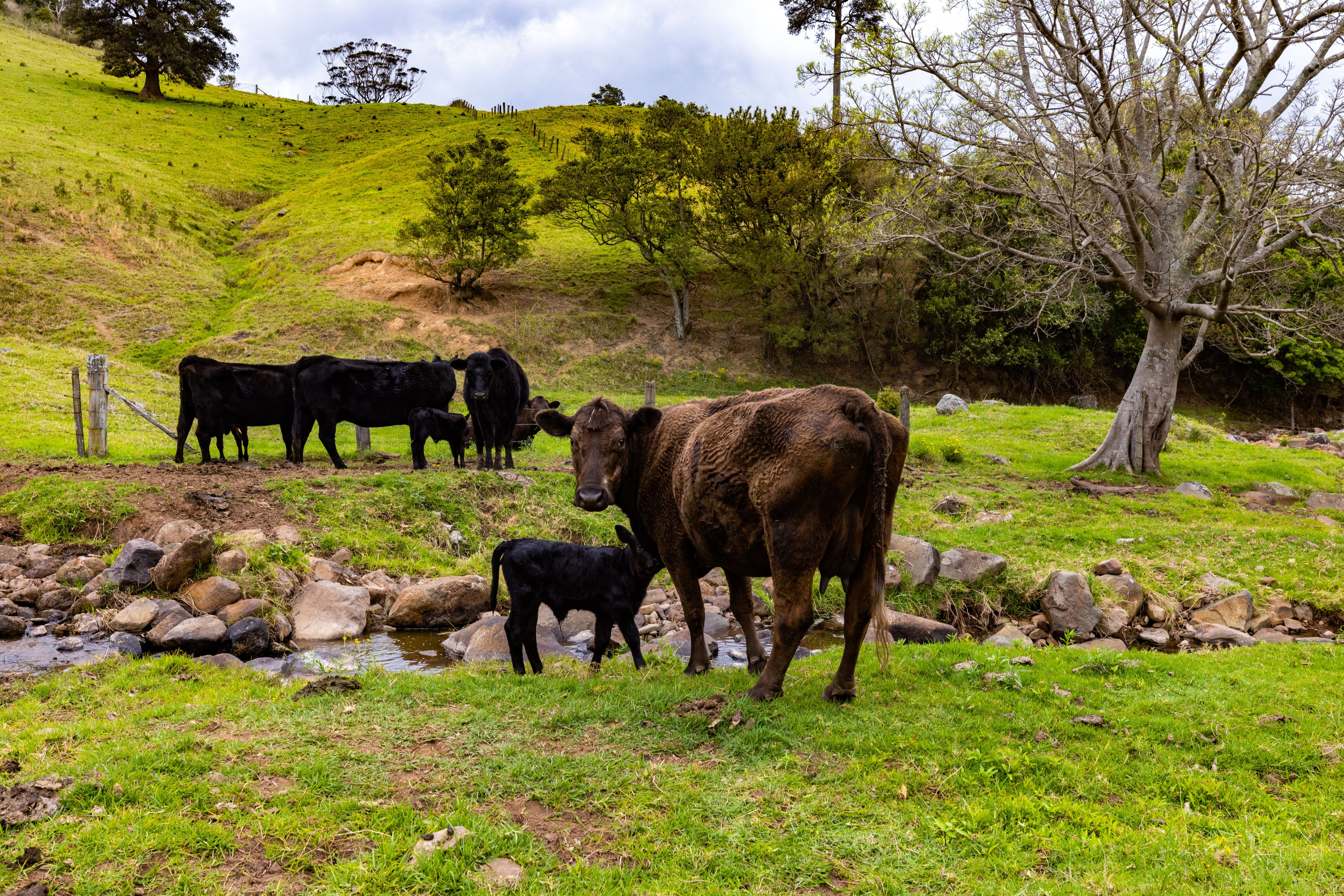 245 Croziers Road, Jaspers Brush NSW 2535
